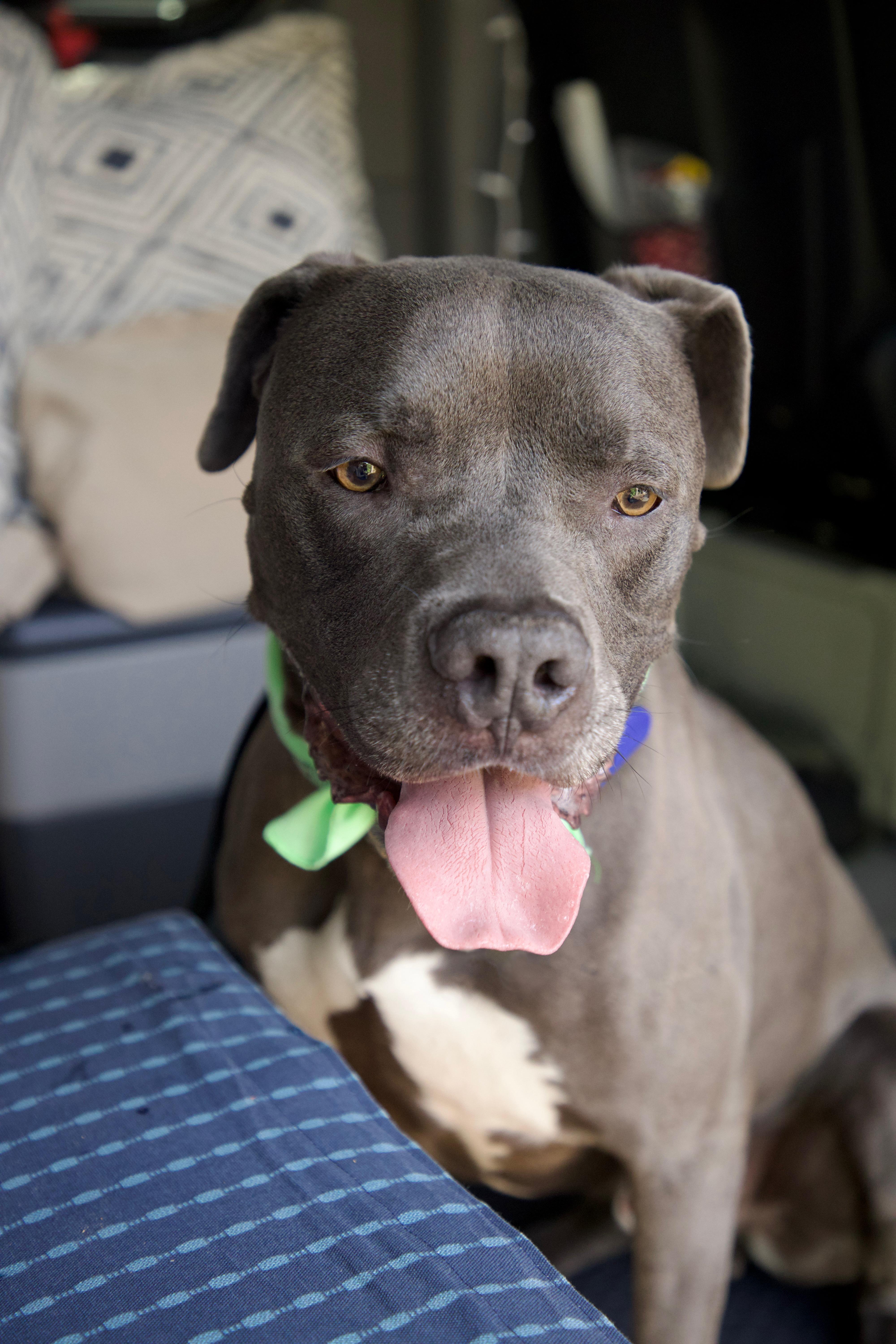 Baloo, a Adoptable mixed breed in La Quinta , CA image 6/6