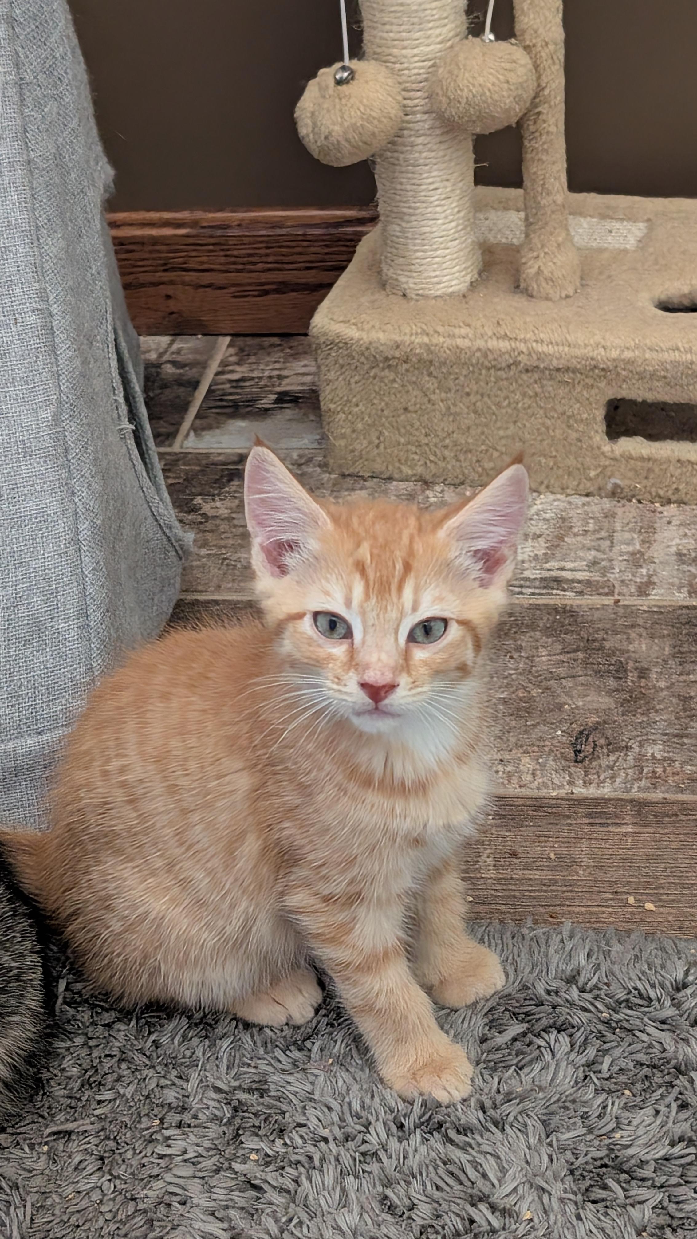 Woodstock, ADOPTABLE, Kitten Male Domestic Short Hair.