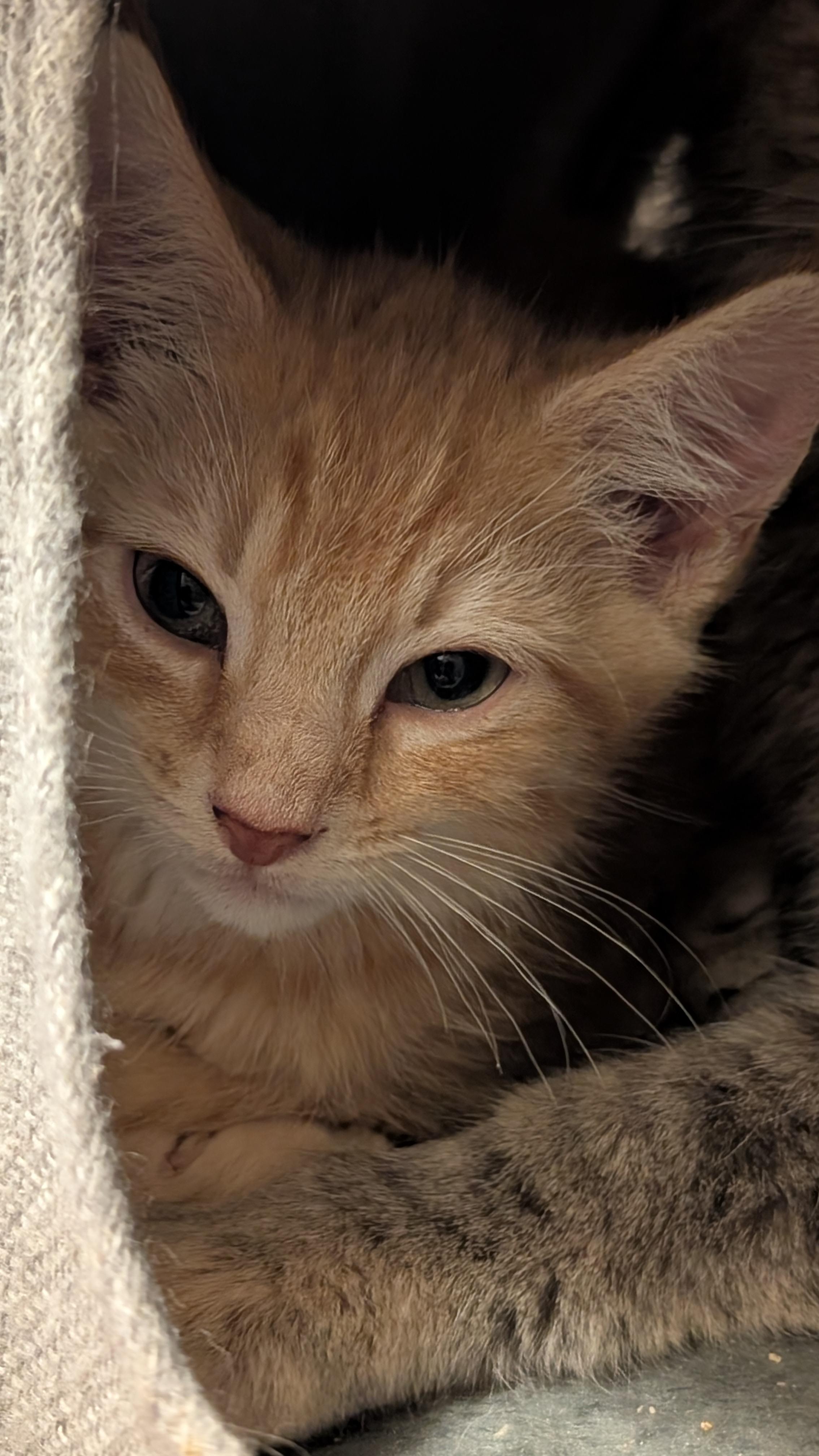 Enlarge Woodstock, a ADOPTABLE Domestic Short Hair in Morgantown, WV image 2/2