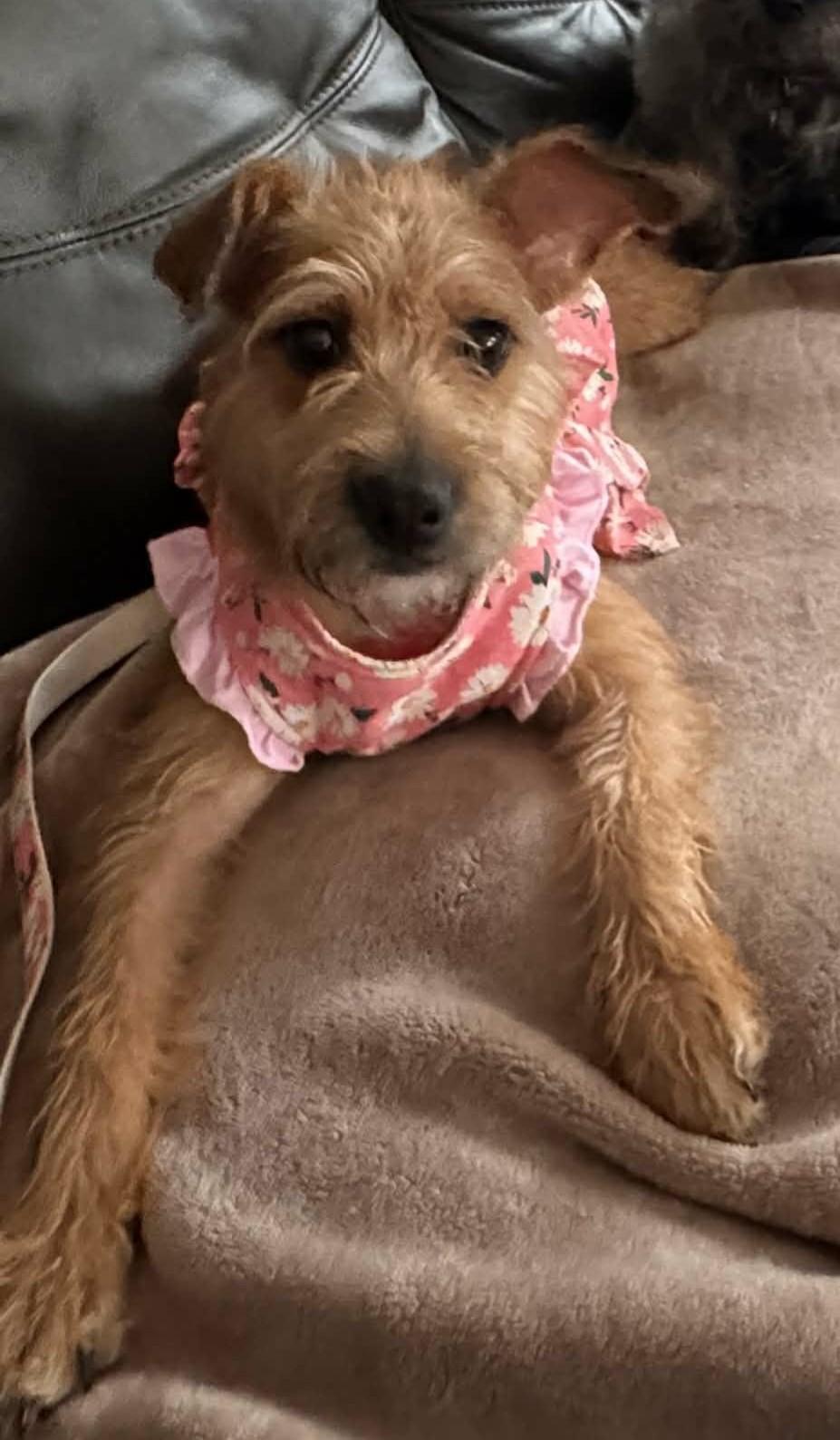 ADORABLE ZOEY - "ALL TERRIER, ALL THE TIME"!, a Adoptable mixed breed in novi, MI image 2/3