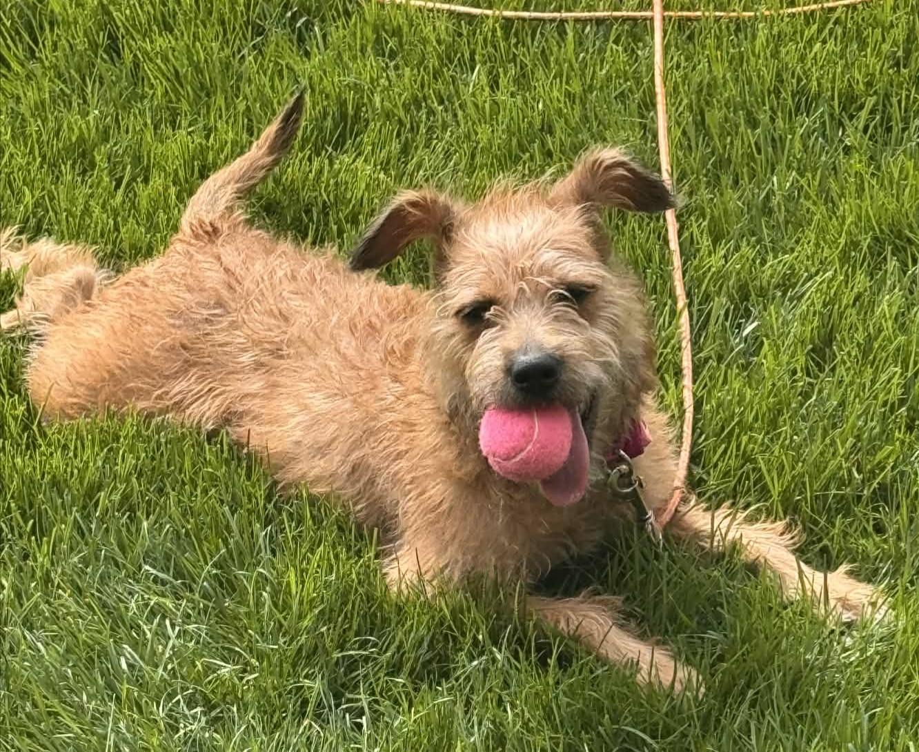 ADORABLE ZOEY - "ALL TERRIER, ALL THE TIME"!, a Adoptable mixed breed in novi, MI image 1/3