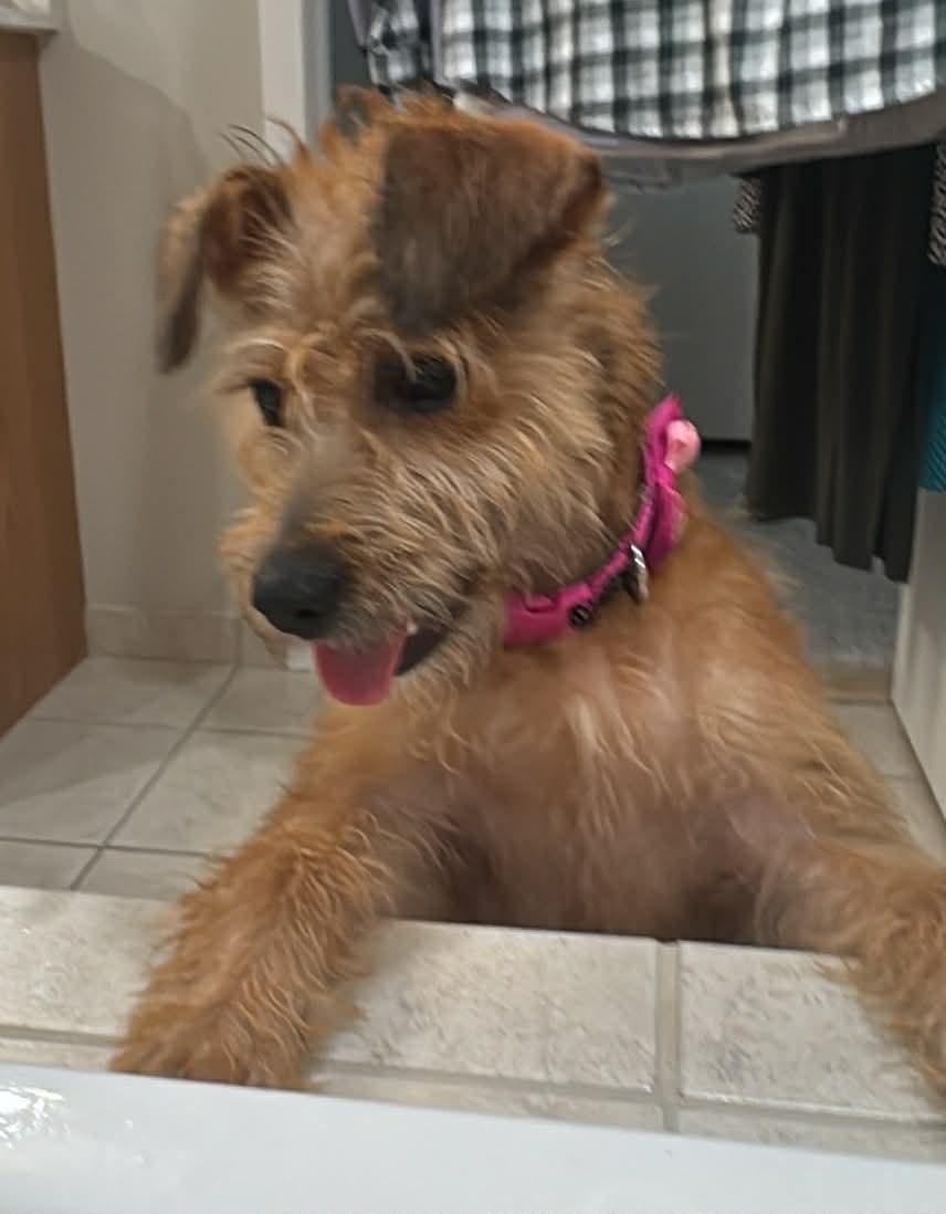 ADORABLE ZOEY - "ALL TERRIER, ALL THE TIME"!, a Adoptable mixed breed in novi, MI image 3/3