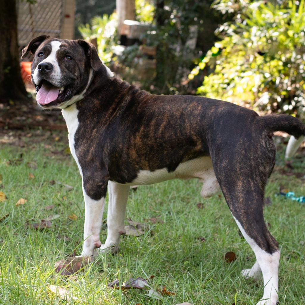 Bellamy, Adoptable, Adult Male American Staffordshire Terrier.