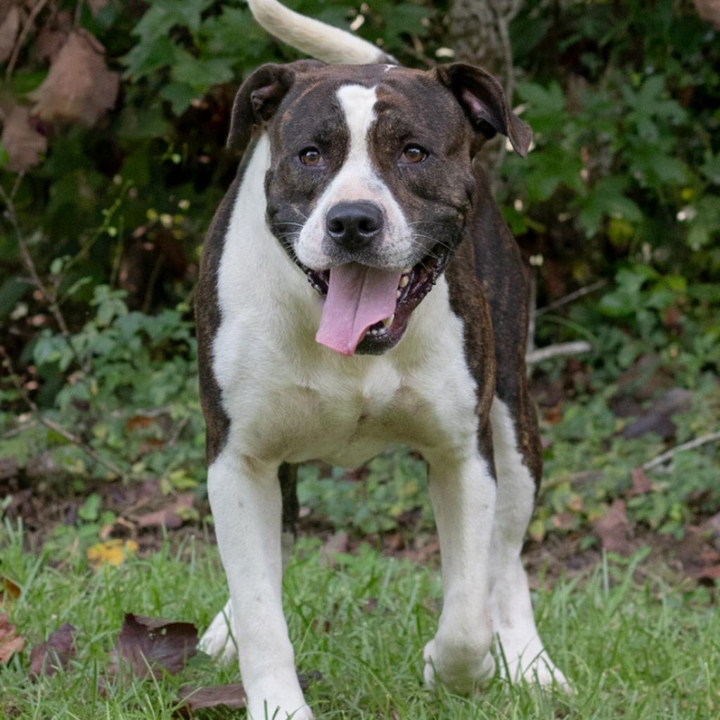 Enlarge Bellamy, a Adoptable mixed breed in QUINCY, FL image 2/5