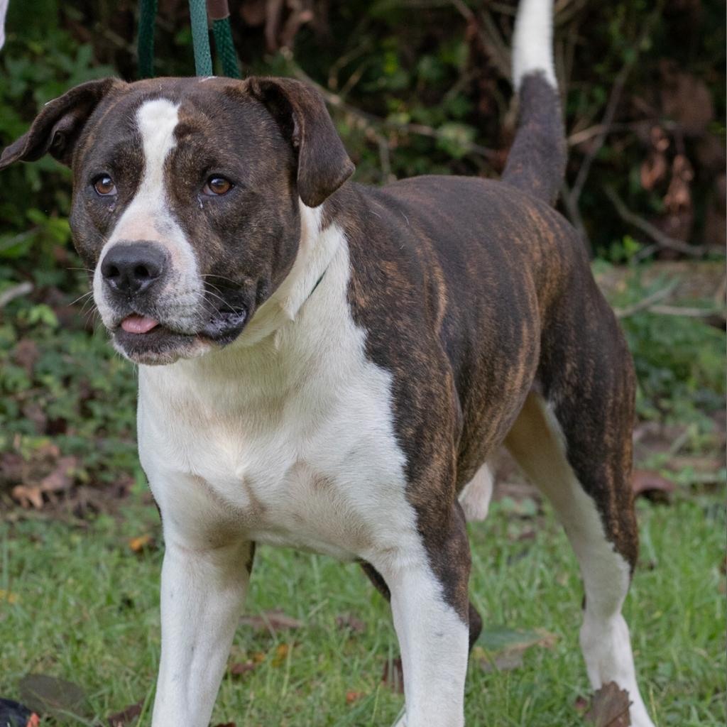 Enlarge Bellamy, a Adoptable mixed breed in QUINCY, FL image 3/5