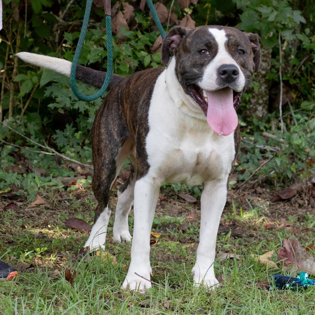 Enlarge Bellamy, a Adoptable mixed breed in QUINCY, FL image 4/5