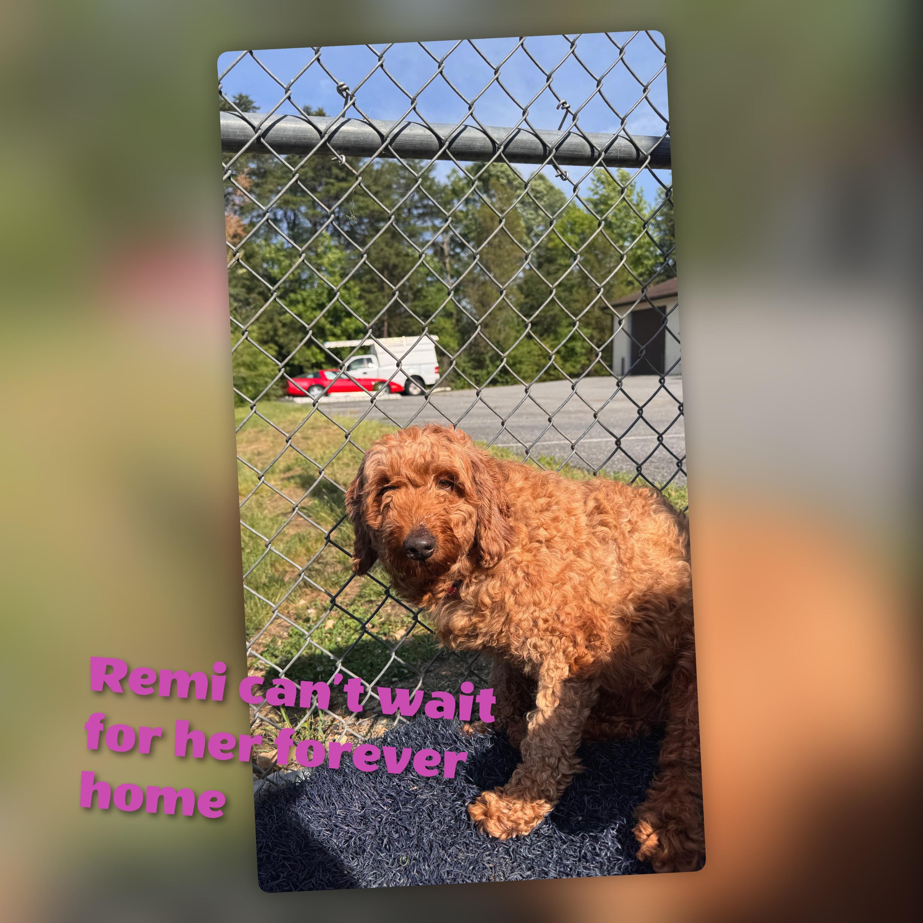 Enlarge Remi, an adopted mixed breed in Fredericksburg, VA image 6/6