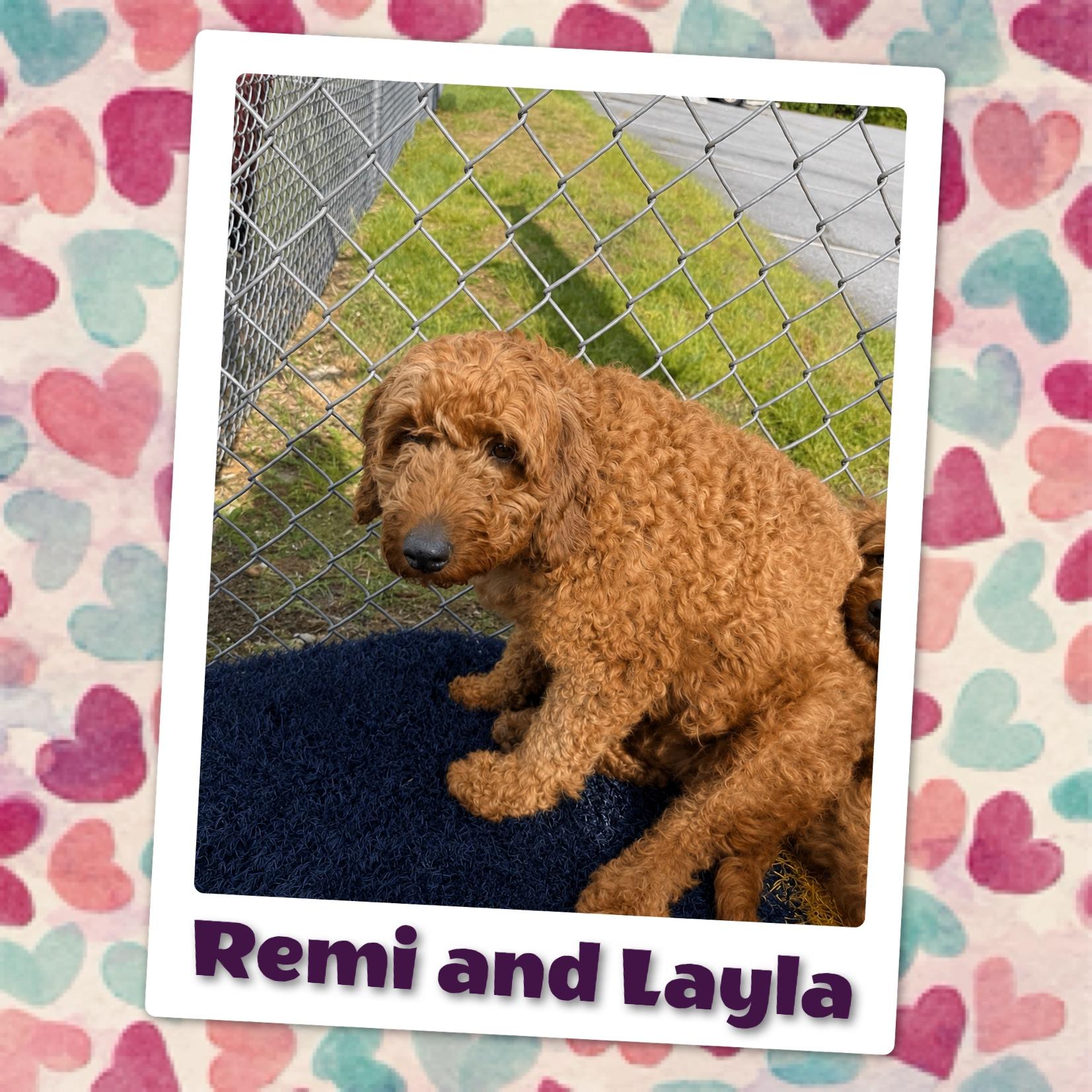 Enlarge Remi, an adopted mixed breed in Fredericksburg, VA image 4/6