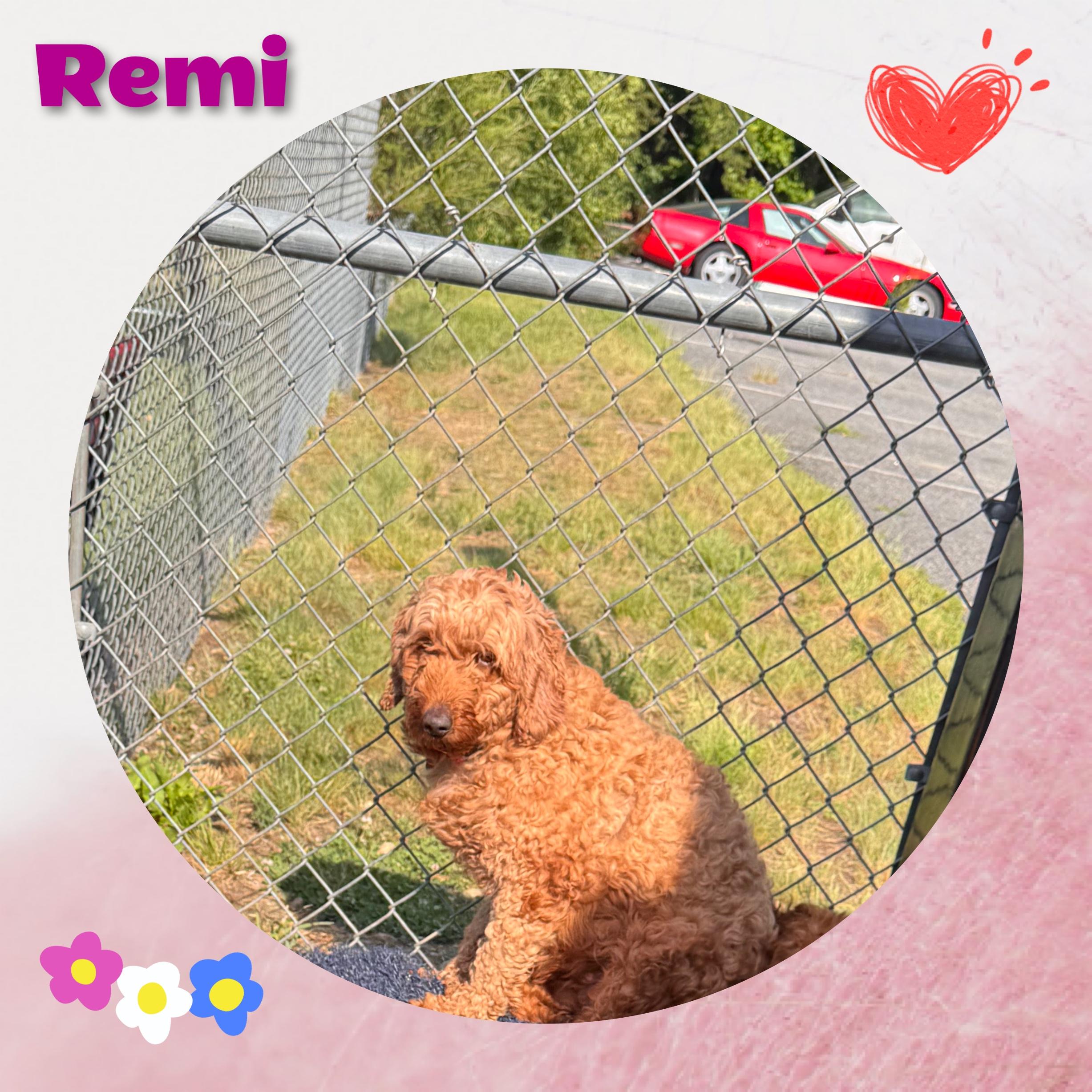 Enlarge Remi, an adopted mixed breed in Fredericksburg, VA image 2/6