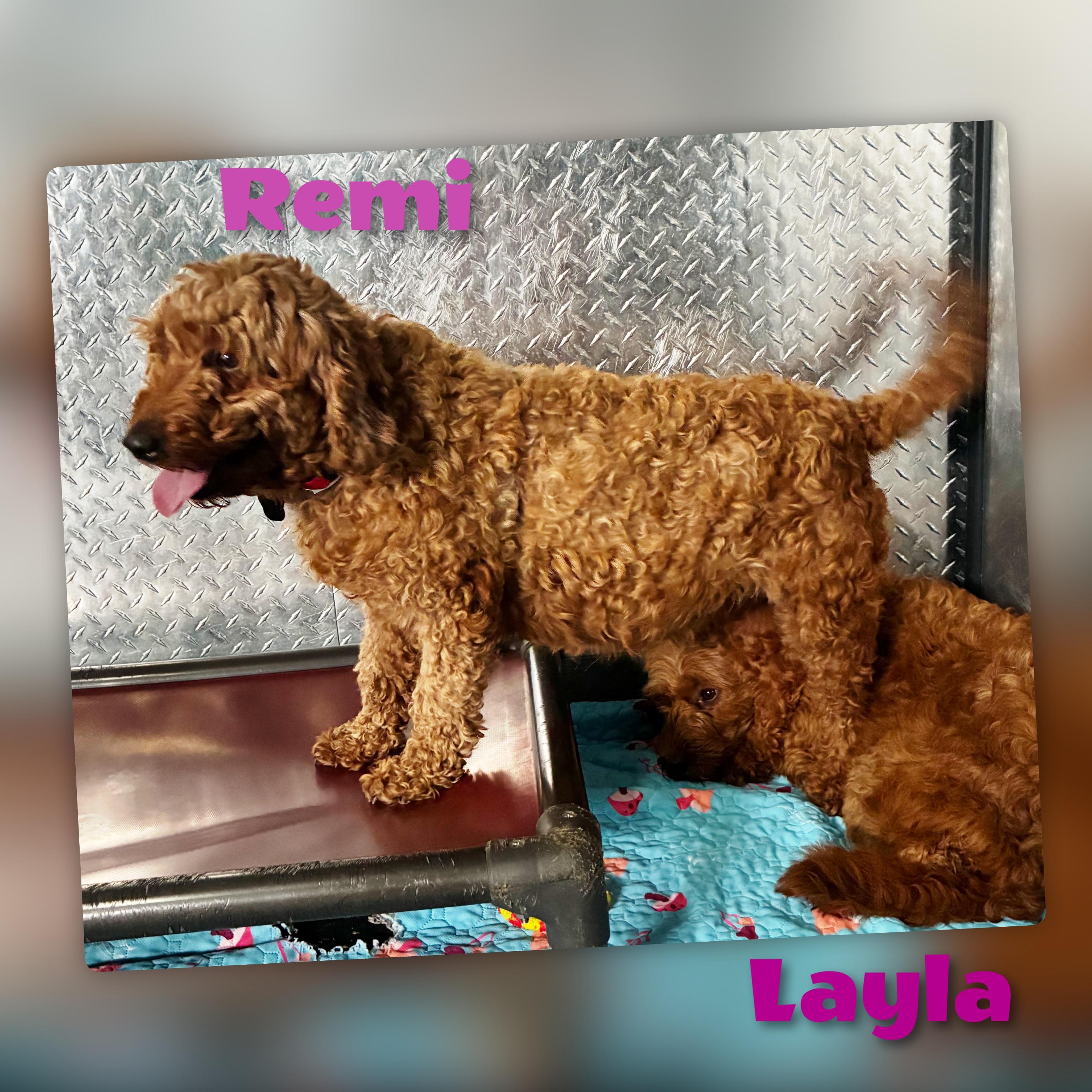 Enlarge Remi, an adopted mixed breed in Fredericksburg, VA image 3/6