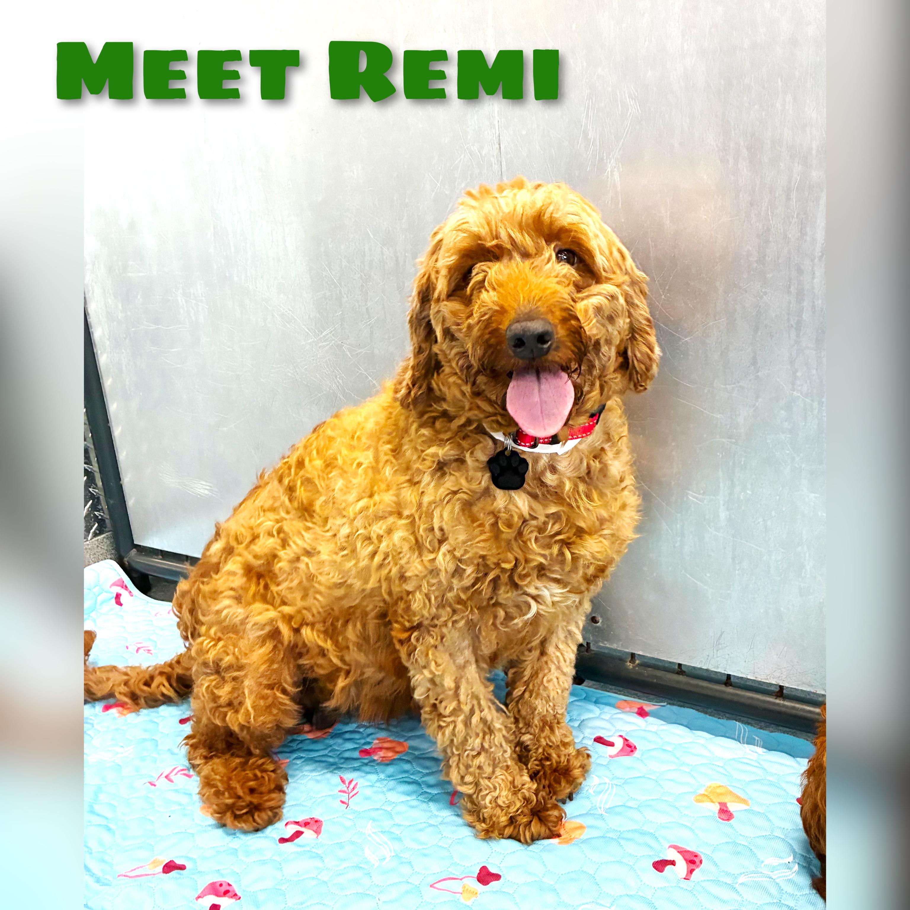 Enlarge Remi, an adopted mixed breed in Fredericksburg, VA image 5/6