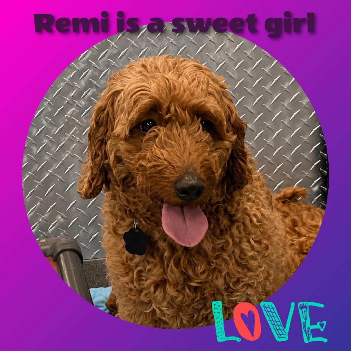 Enlarge Remi, an adopted mixed breed in Fredericksburg, VA image 1/6