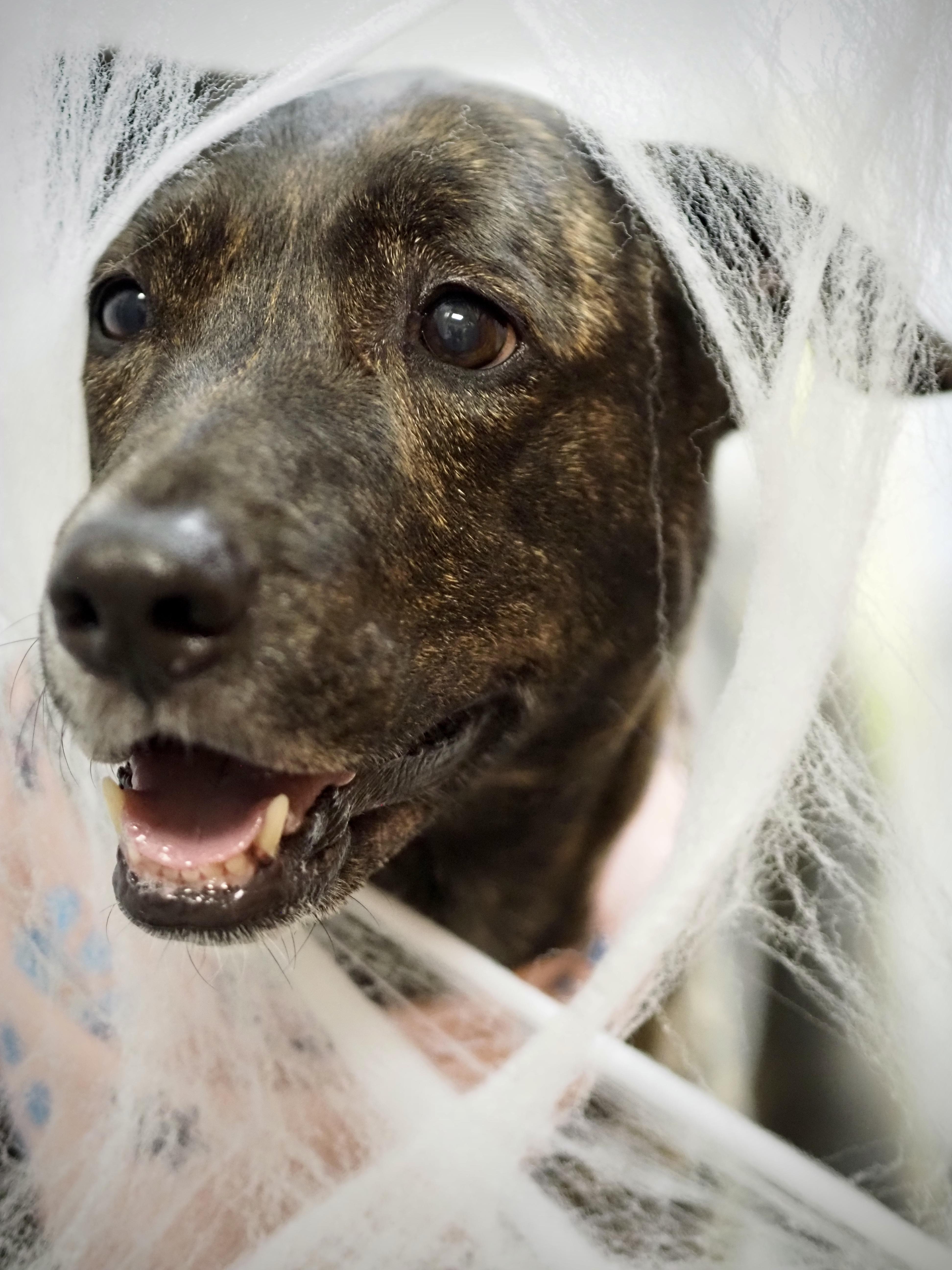 Enlarge Reese, a Adoptable mixed breed in Buena Vista, CO image 3/3