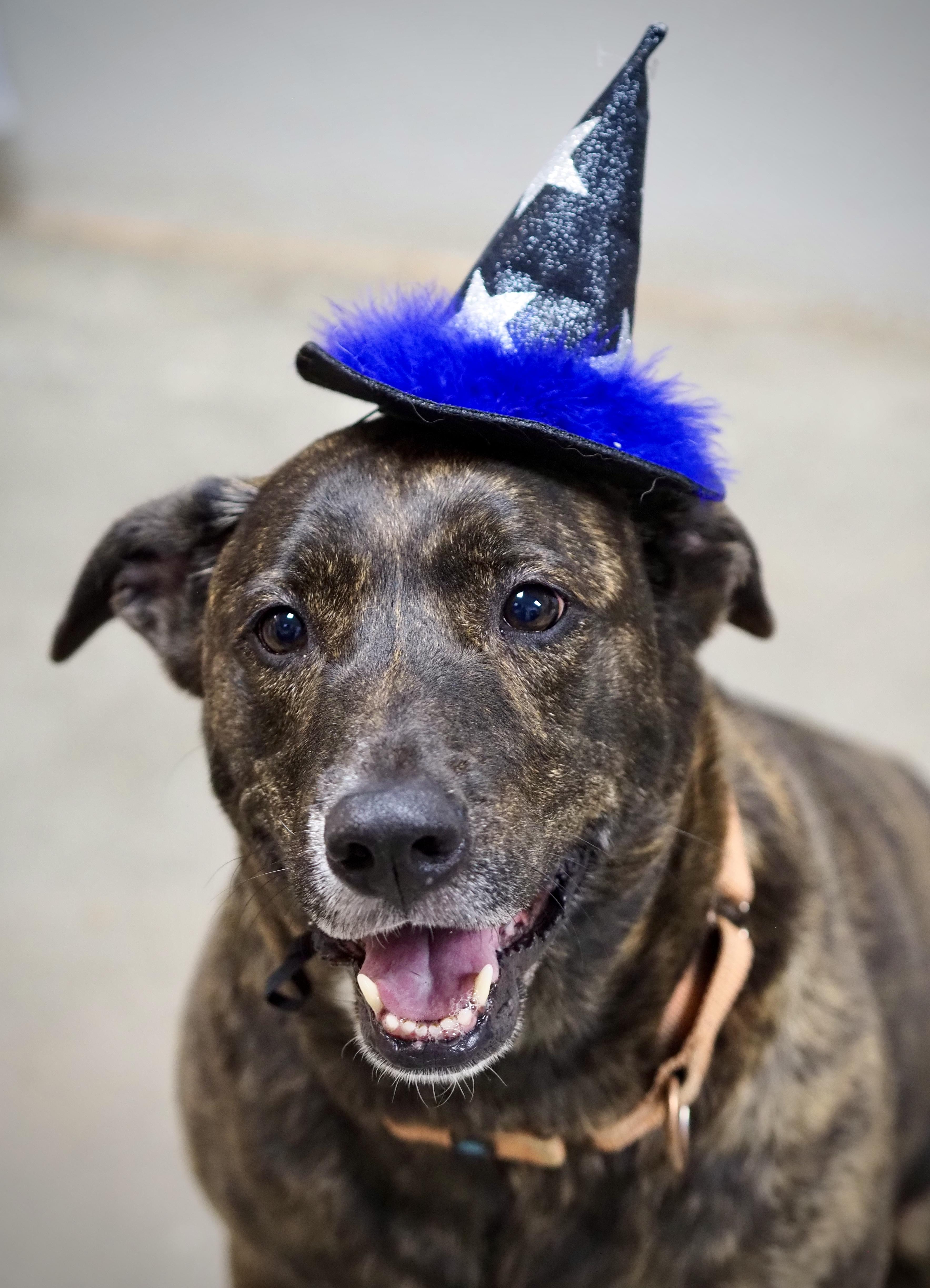 Enlarge Reese, a Adoptable mixed breed in Buena Vista, CO image 2/3