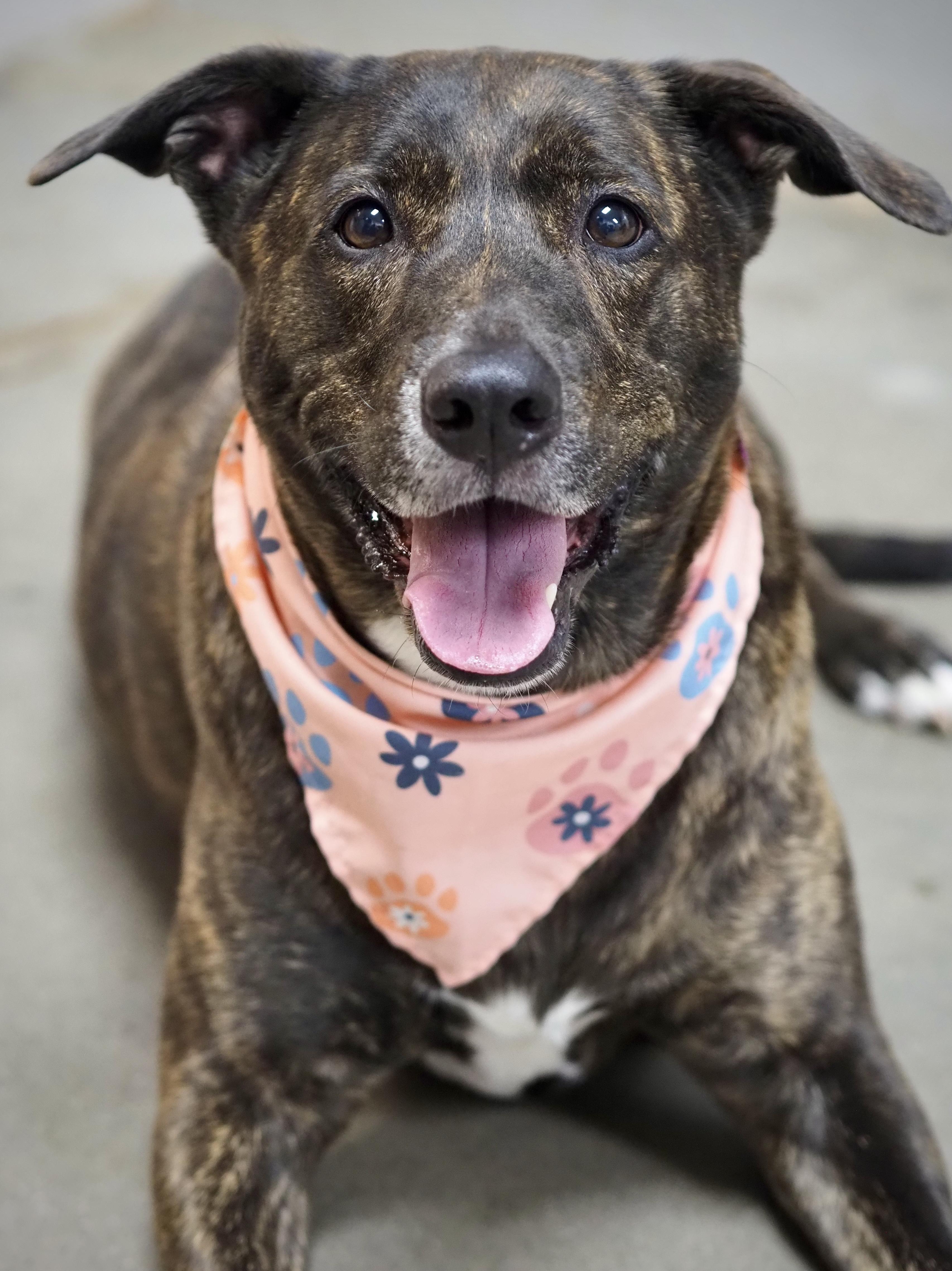 Reese, Adoptable, Senior Female Mountain Cur.