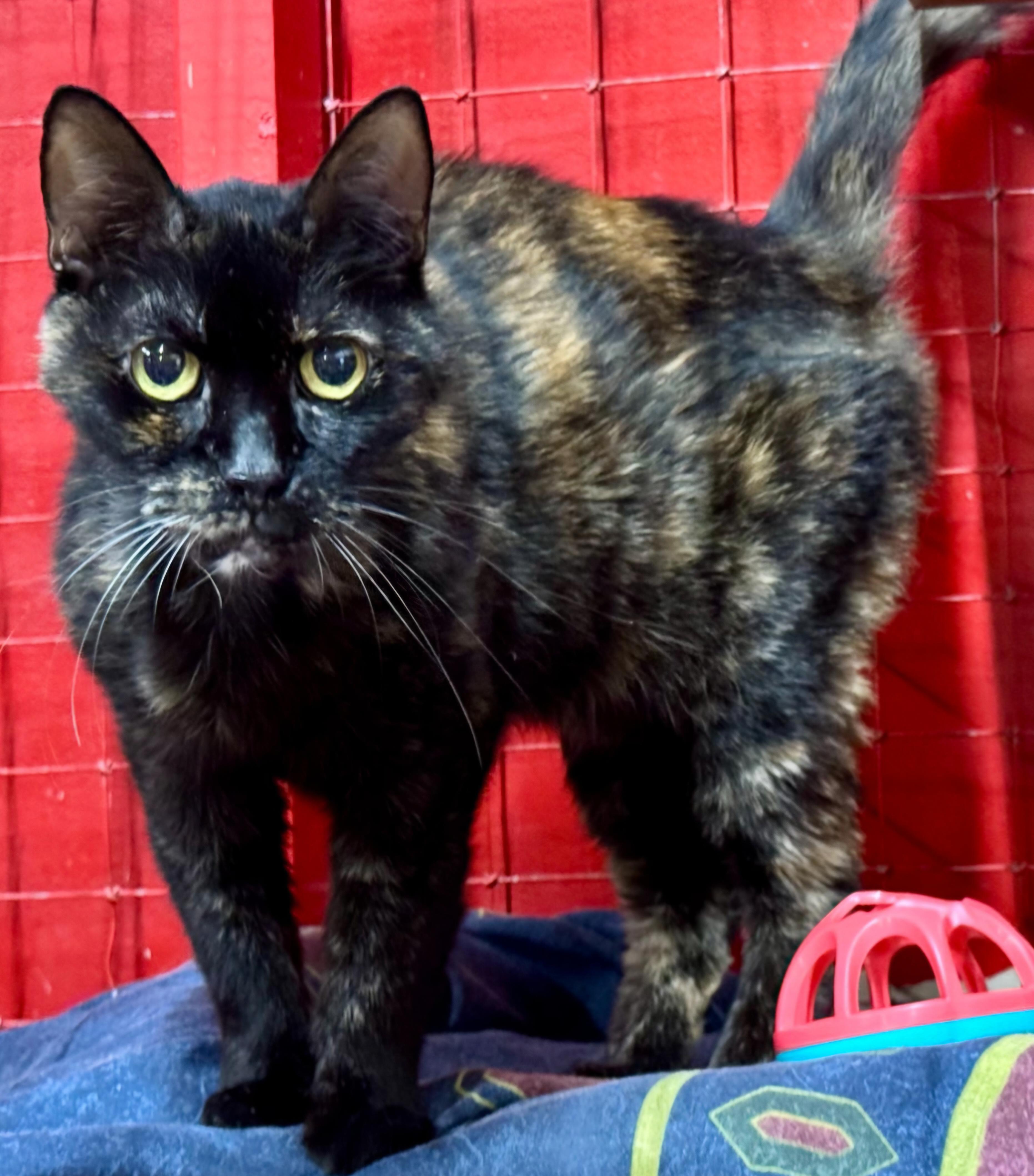 Enlarge Samantha, a Adoptable mixed breed in Centerville, GA image 1/1
