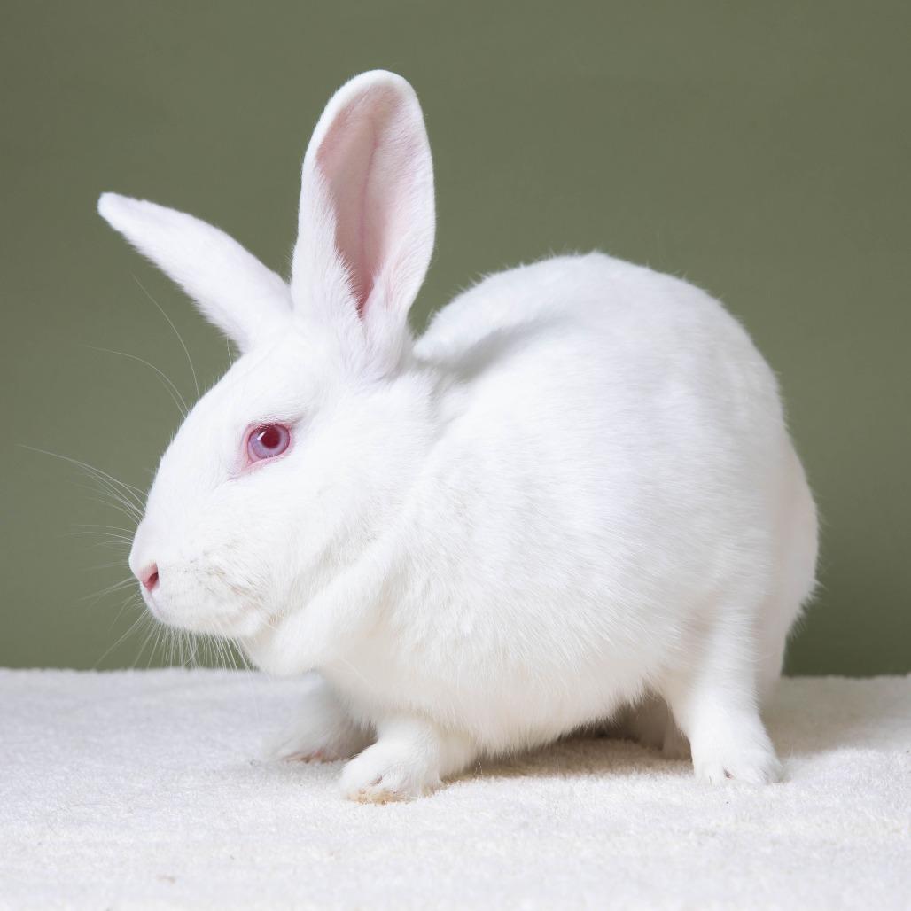 Caracaras, Adoptable, Adult Female New Zealand.