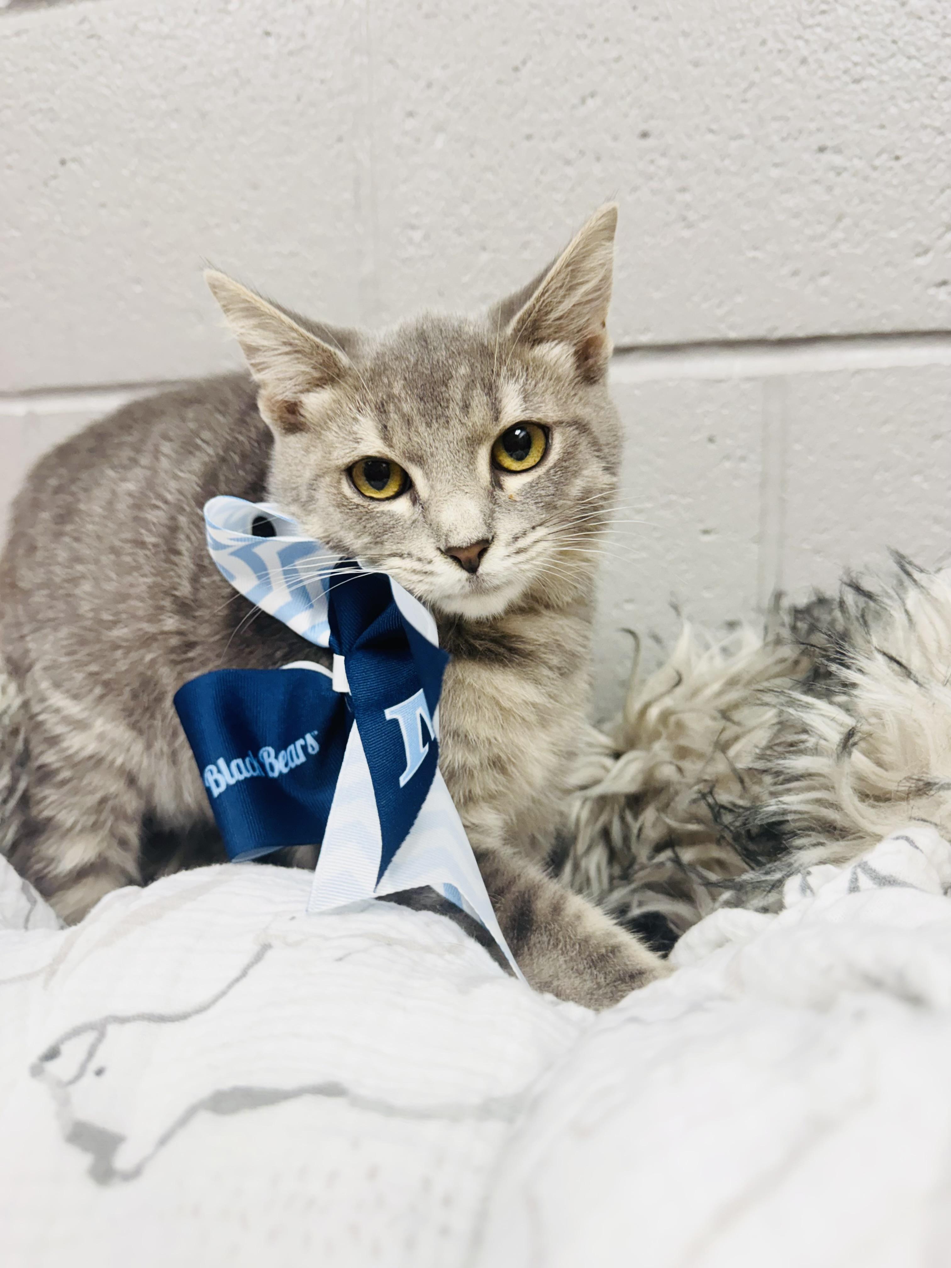 Enlarge Snuggly Smokey, a Adoptable mixed breed in West Hartford , CT image 2/5