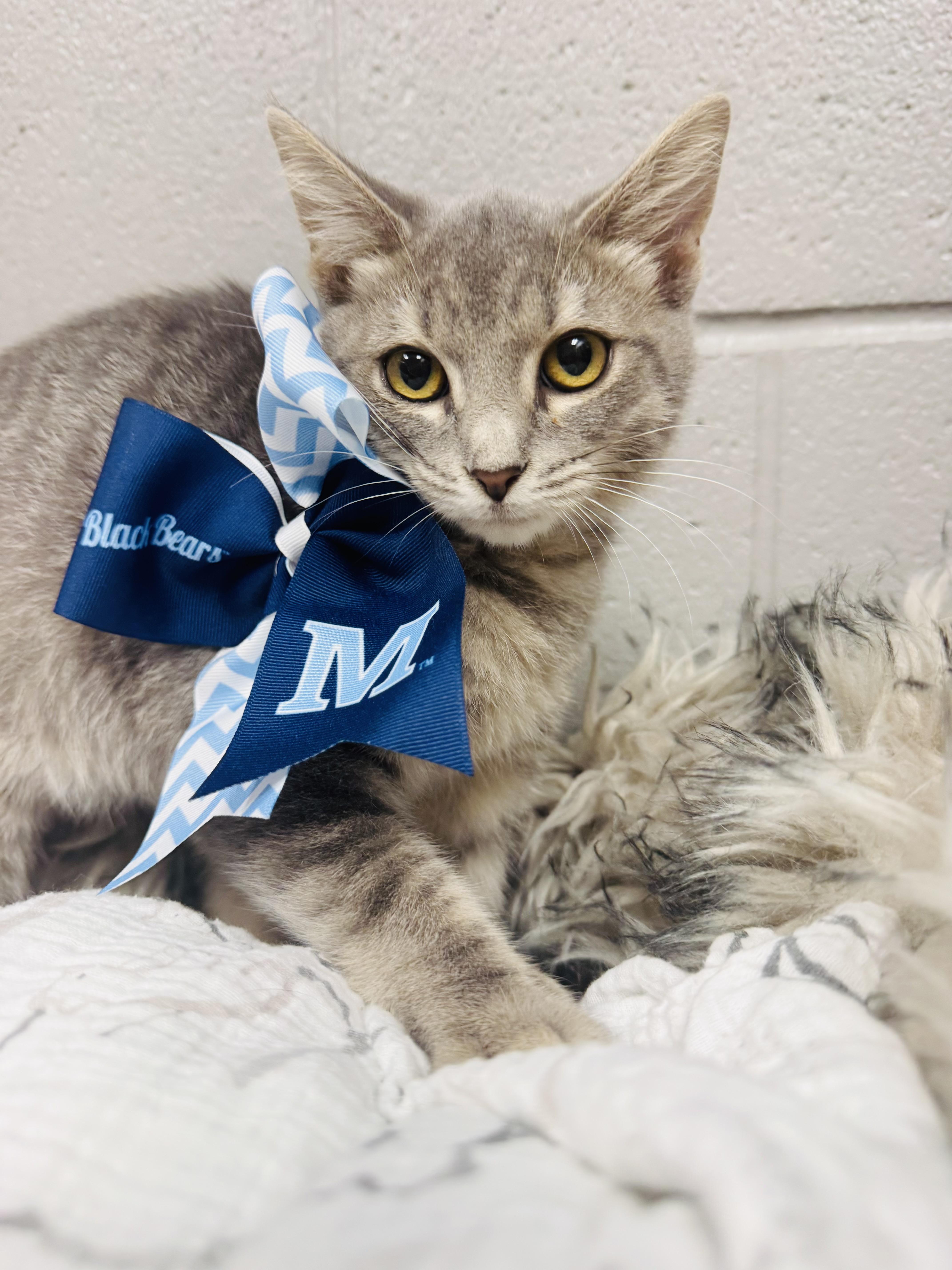 Snuggly Smokey, Adoptable, Kitten Male Tabby & Domestic Short Hair.