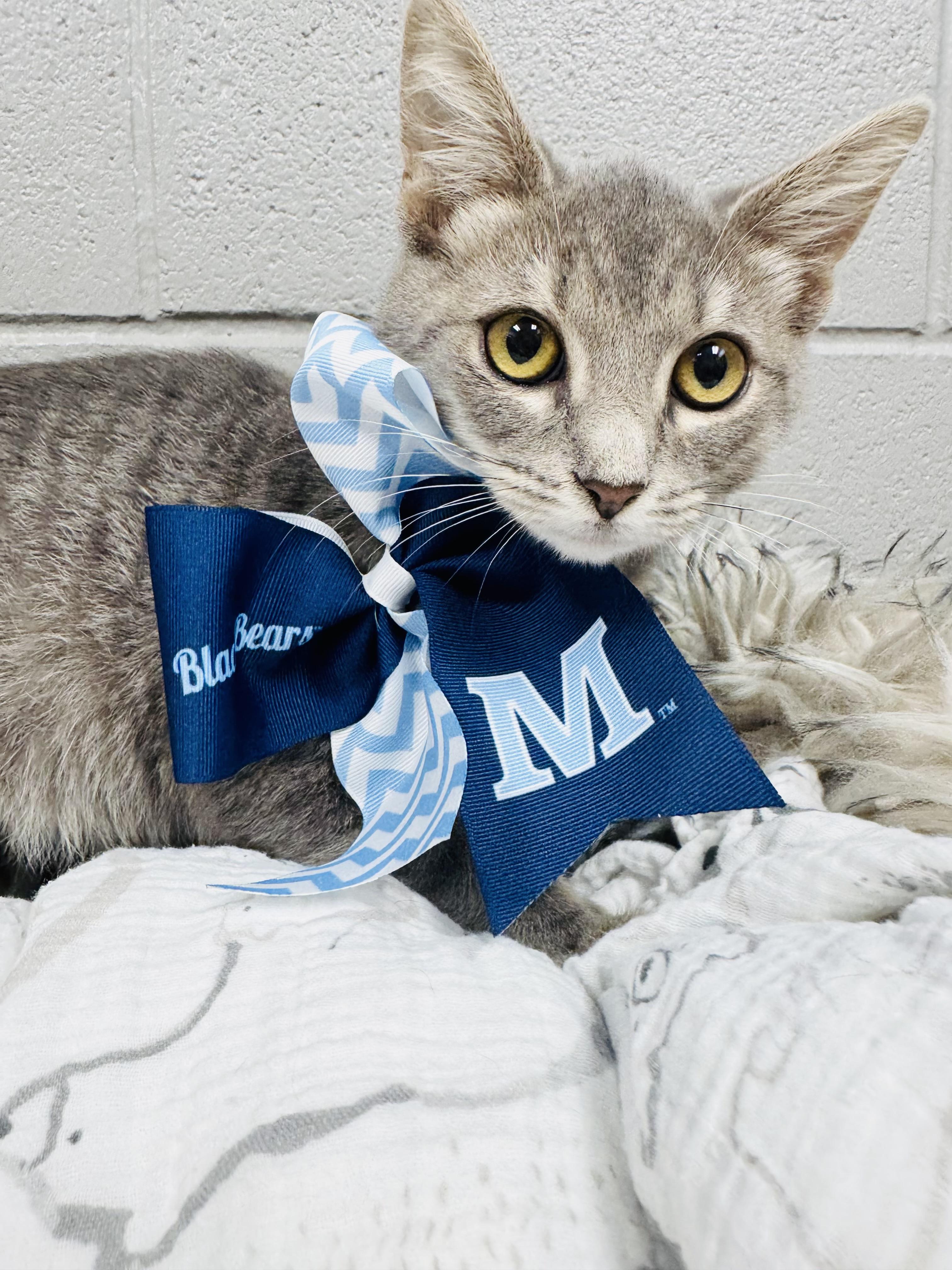 Enlarge Snuggly Smokey, a Adoptable mixed breed in West Hartford , CT image 5/5
