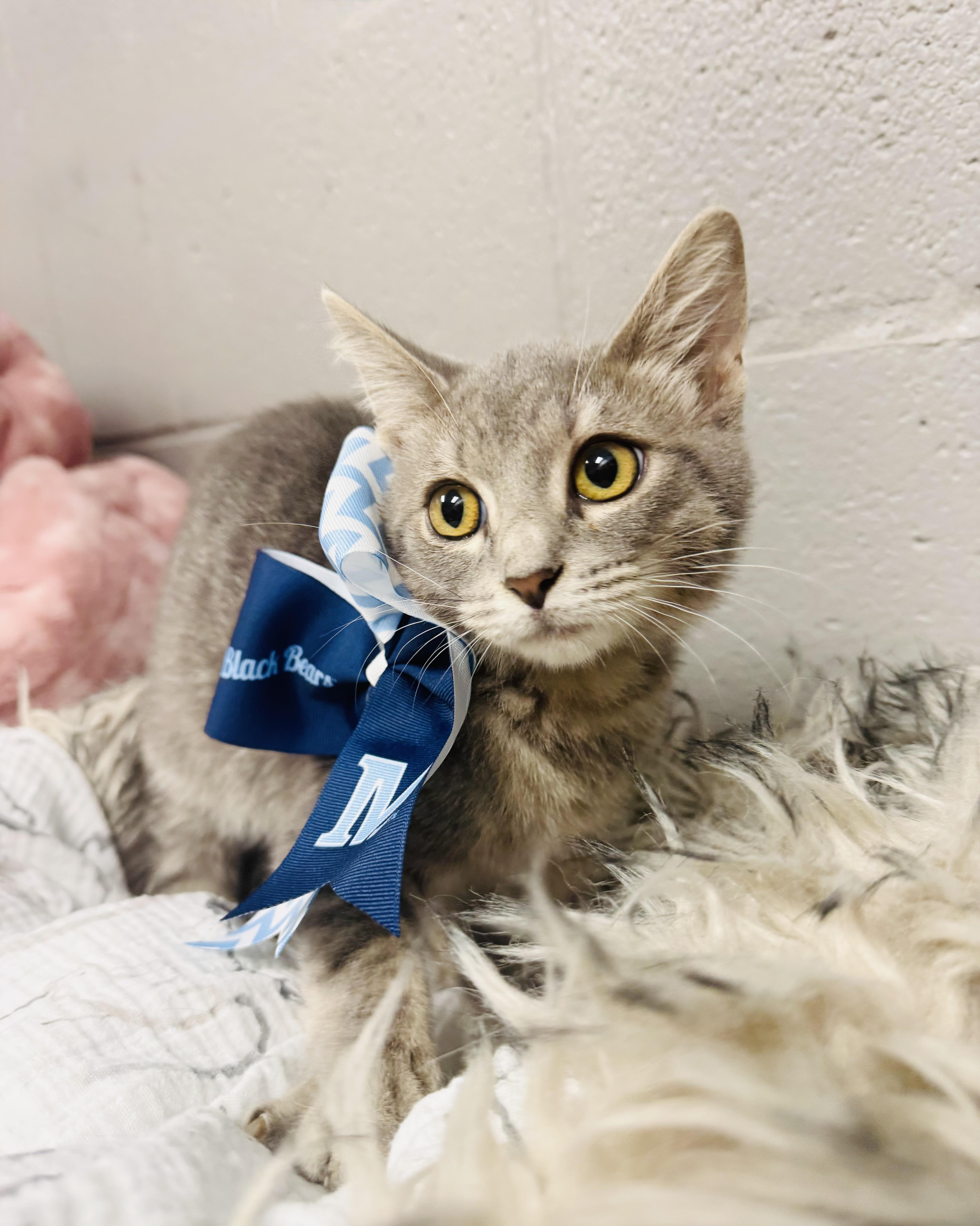 Enlarge Snuggly Smokey, a Adoptable mixed breed in West Hartford , CT image 3/5