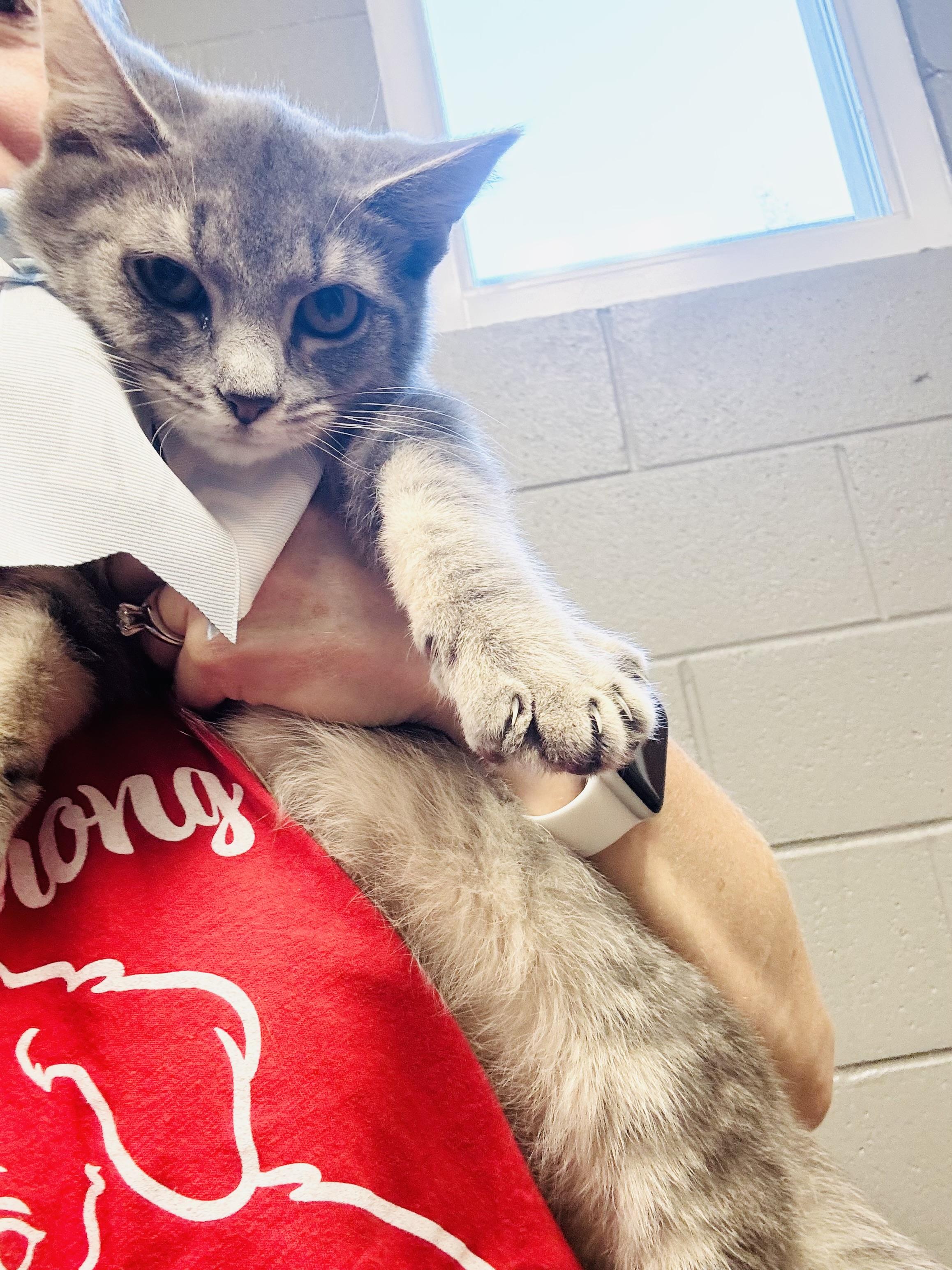 Enlarge Snuggly Smokey, a Adoptable mixed breed in West Hartford , CT image 4/5