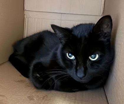 stella, Adoptable, Adult Female Domestic Short Hair & Domestic Short Hair.