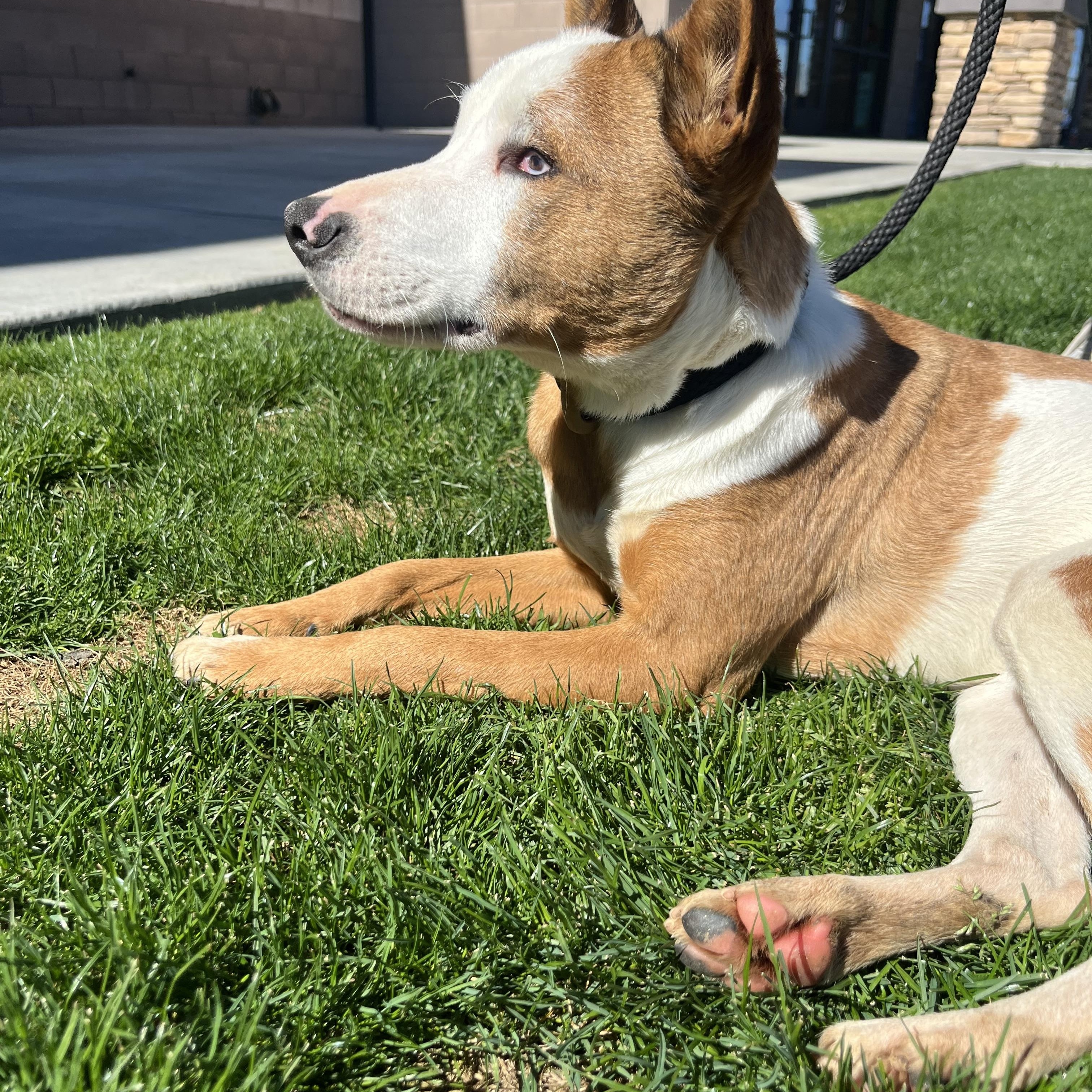Enlarge Angelo, a Adoptable mixed breed in Bakersfield, CA image 4/4