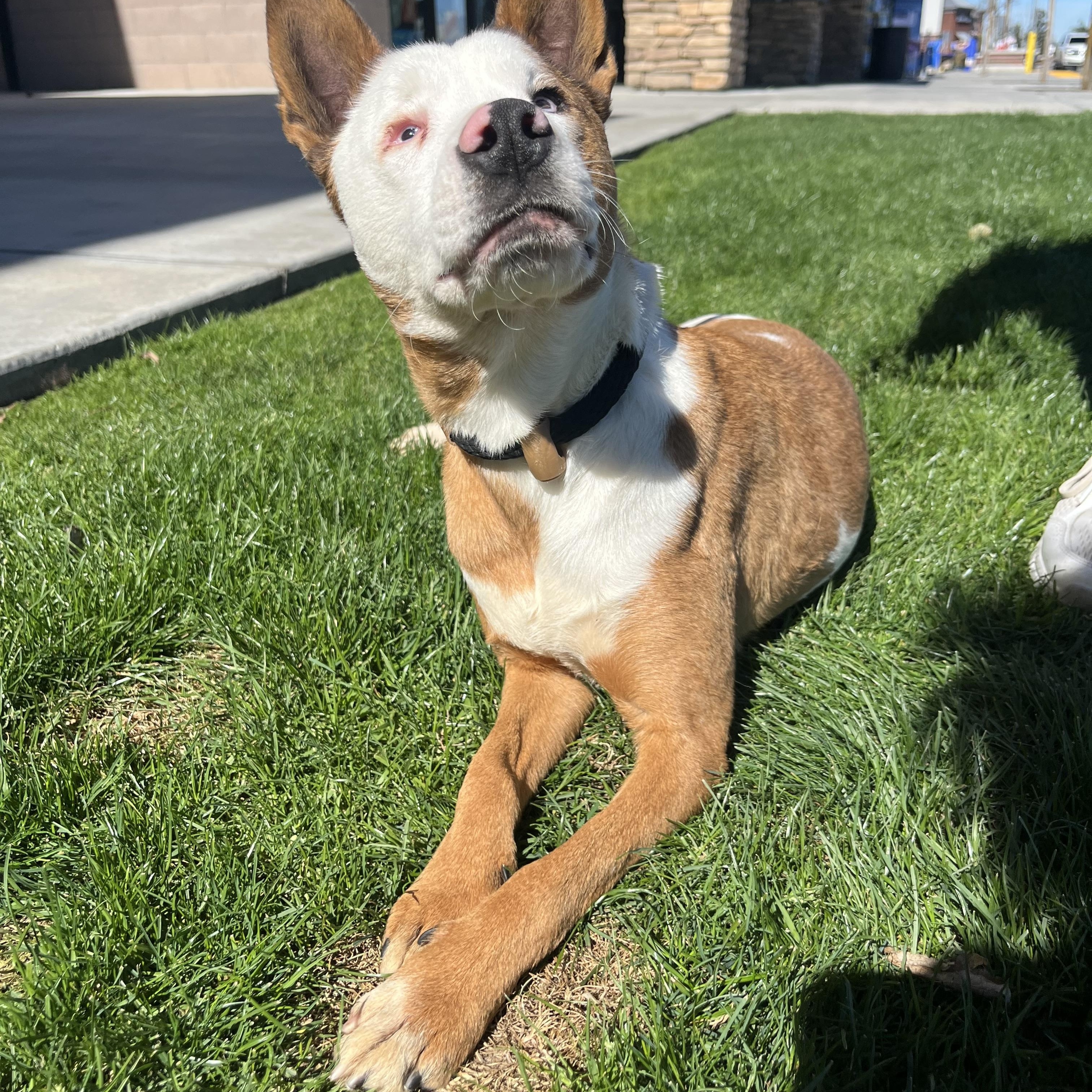 Enlarge Angelo, a Adoptable mixed breed in Bakersfield, CA image 2/4