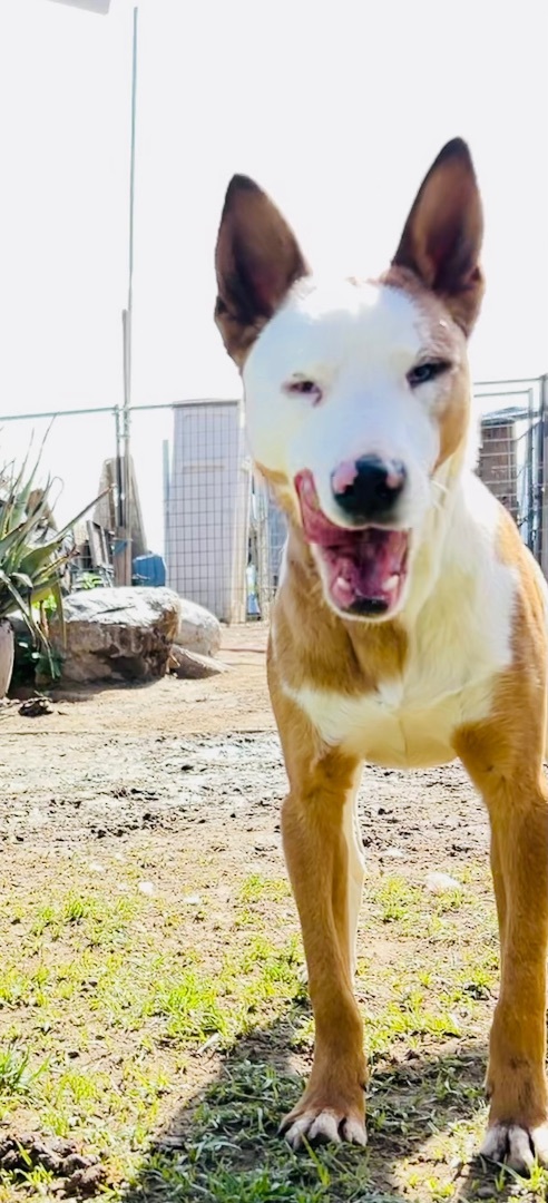 Angelo, Adoptable, Young Male Chihuahua.