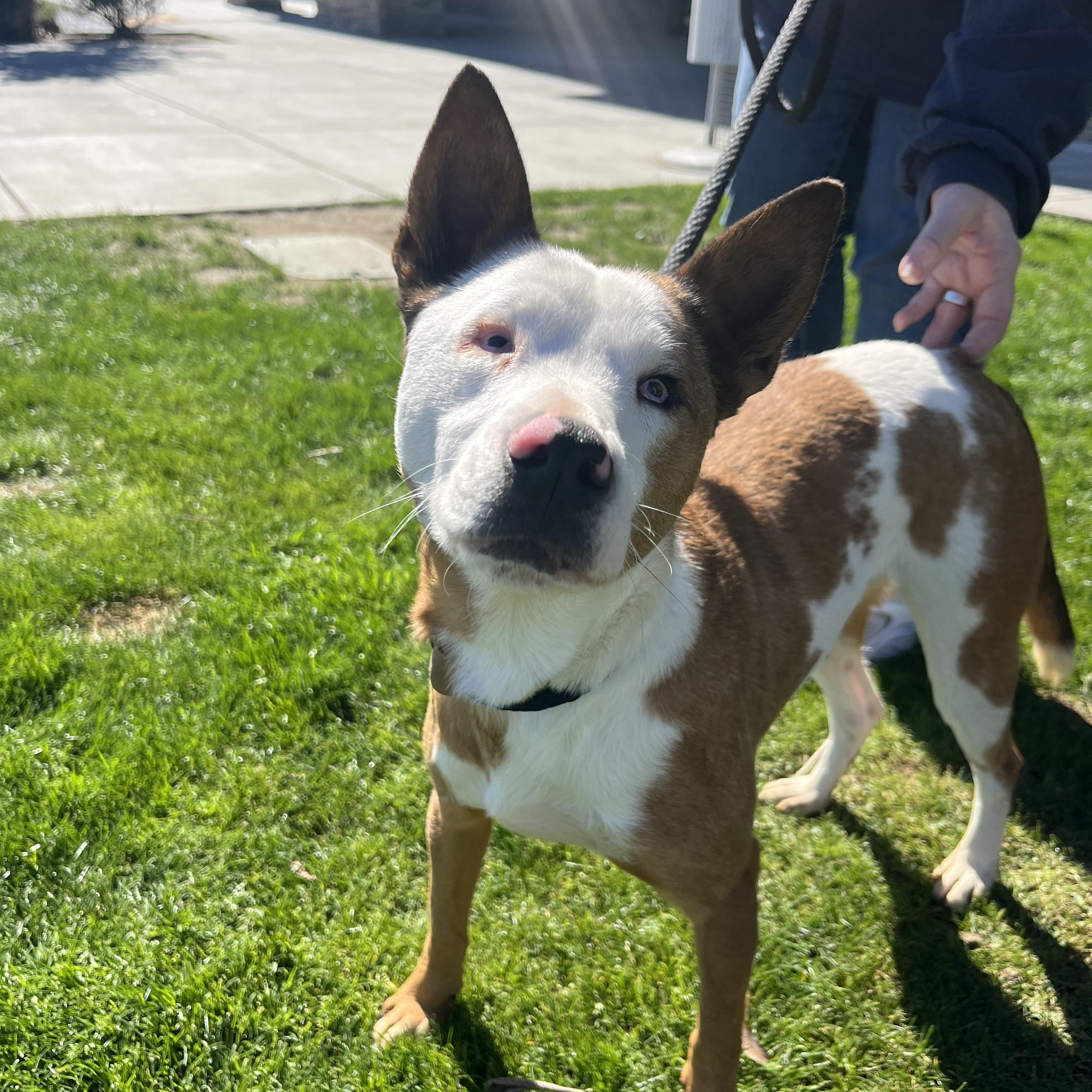 Enlarge Angelo, a Adoptable mixed breed in Bakersfield, CA image 3/4