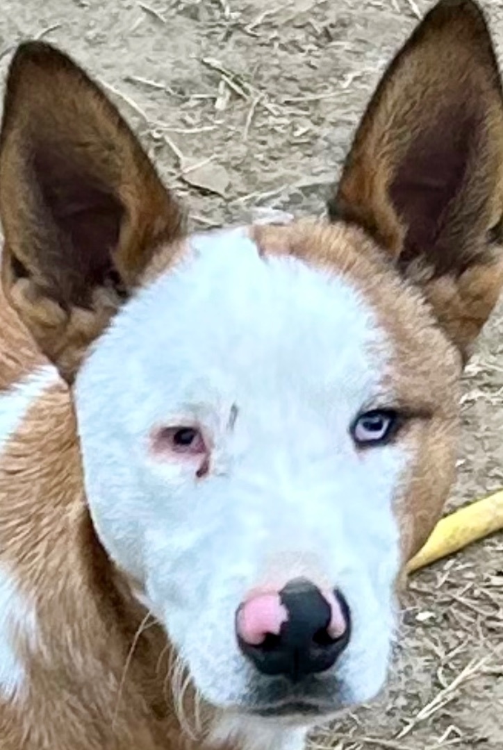 Enlarge Angelo, a Adoptable mixed breed in Bakersfield, CA image 2/4