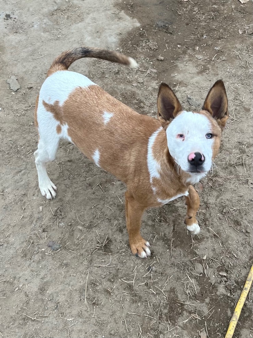 Enlarge Angelo, a Adoptable mixed breed in Bakersfield, CA image 3/4