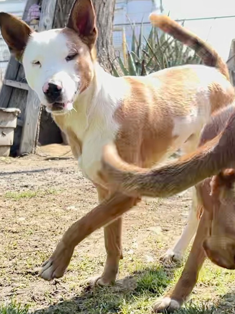 Enlarge Angelo, a Adoptable mixed breed in Bakersfield, CA image 4/4
