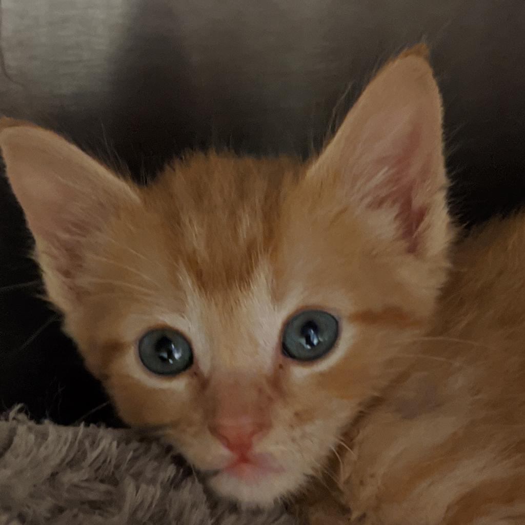 Enlarge Garfield, a Adoptable Domestic Short Hair in Waldorf, MD image 1/3