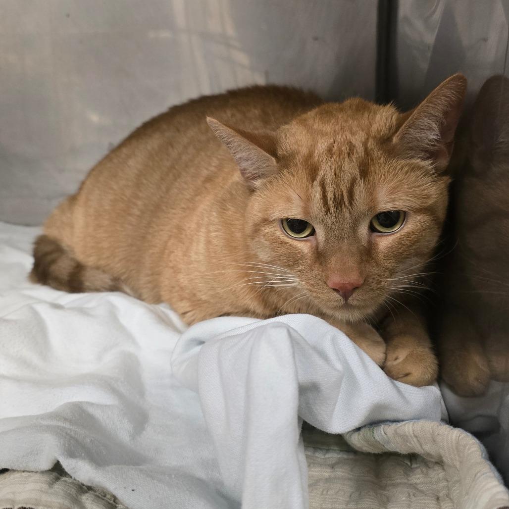 Enlarge Garfield, a Adoptable Domestic Short Hair in Waldorf, MD image 3/3