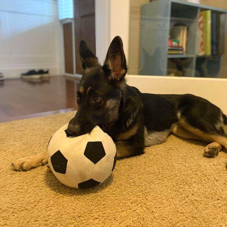 Enlarge Lushka, a Adoptable mixed breed in Abbotsford, BC image 3/5