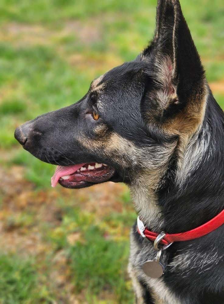 Lushka, an adoptable German Shepherd Dog in Abbotsford, BC, V3G 2L5 | Photo Image 4