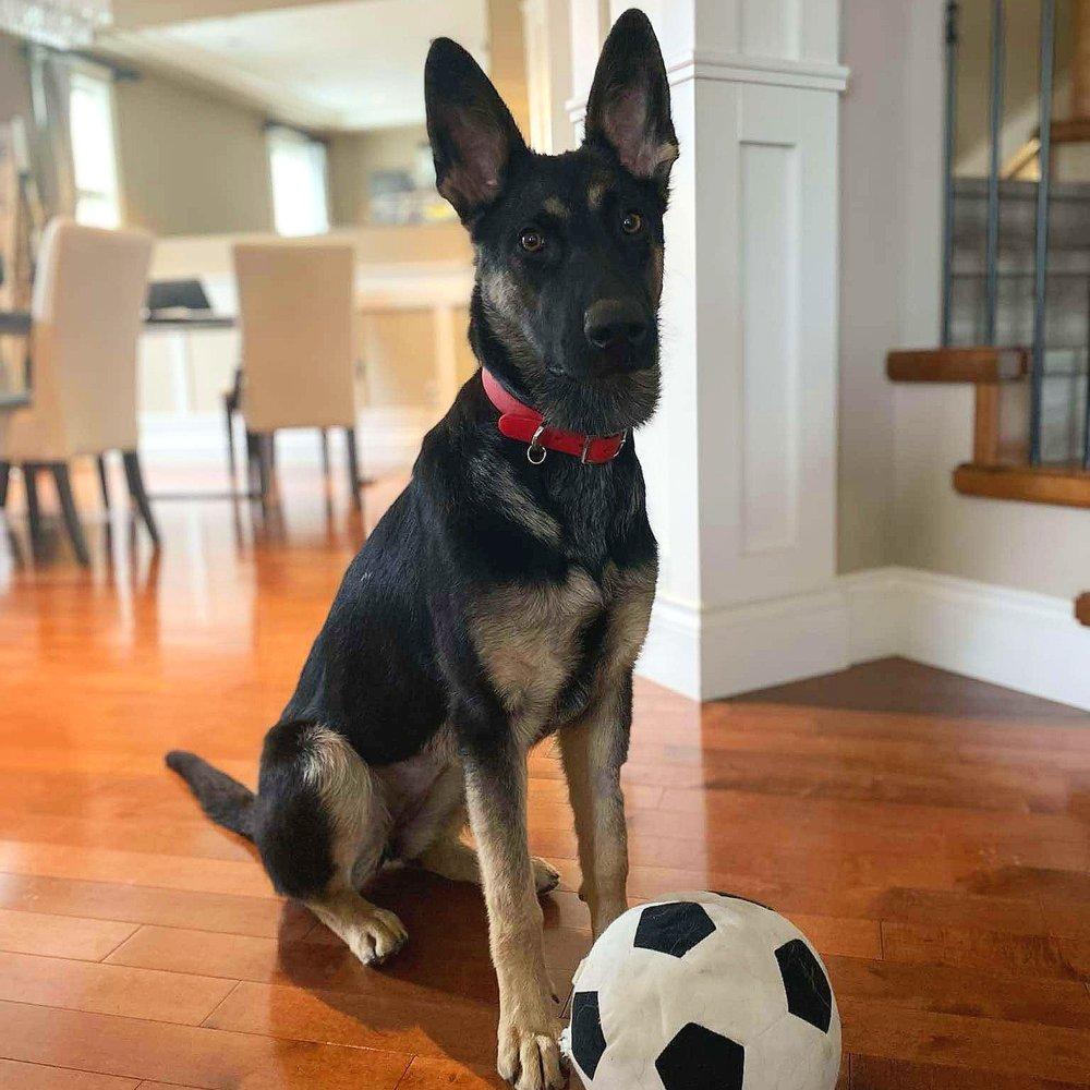 Lushka, an adoptable German Shepherd Dog in Abbotsford, BC, V3G 2L5 | Photo Image 1