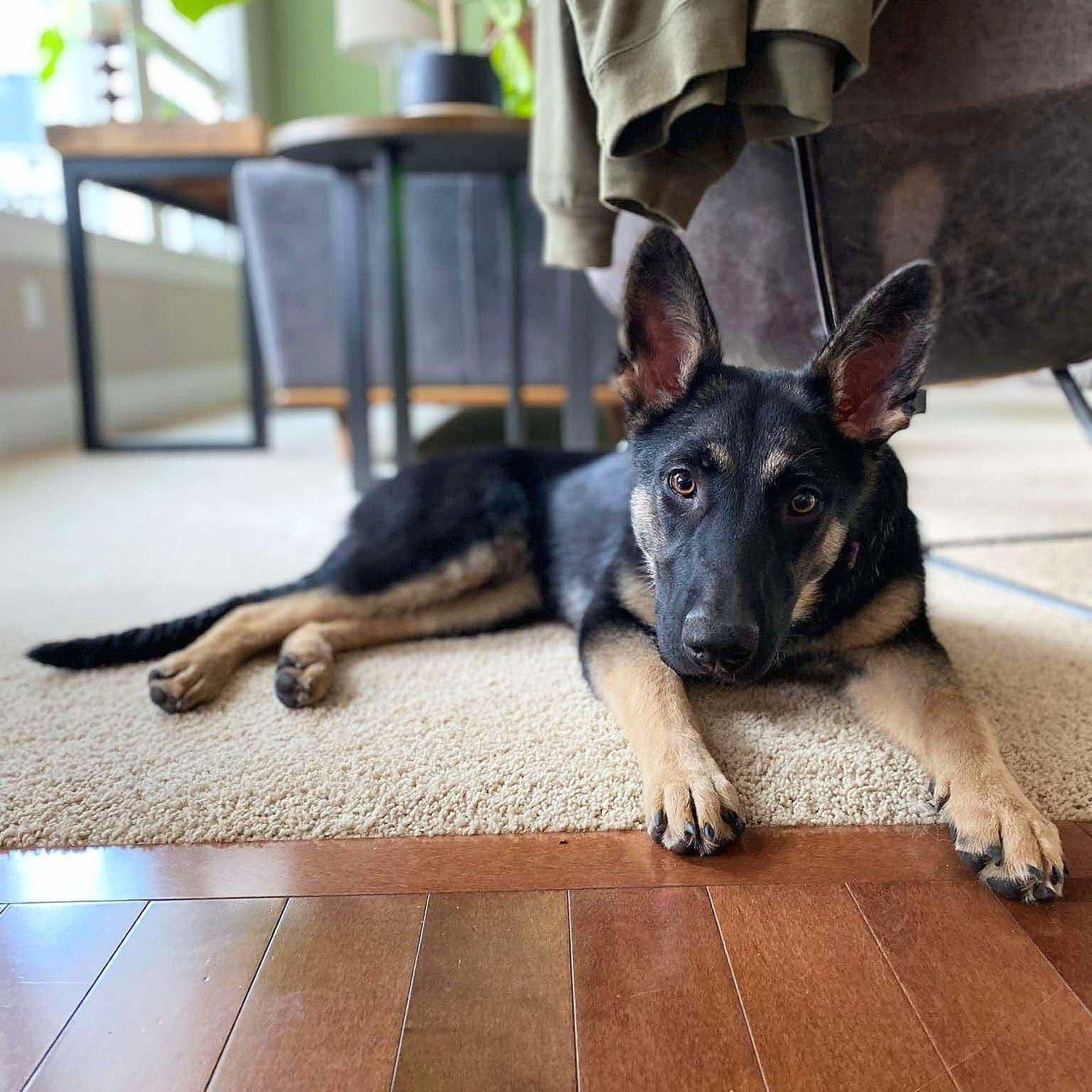 Enlarge Lushka, a Adoptable mixed breed in Abbotsford, BC image 5/5