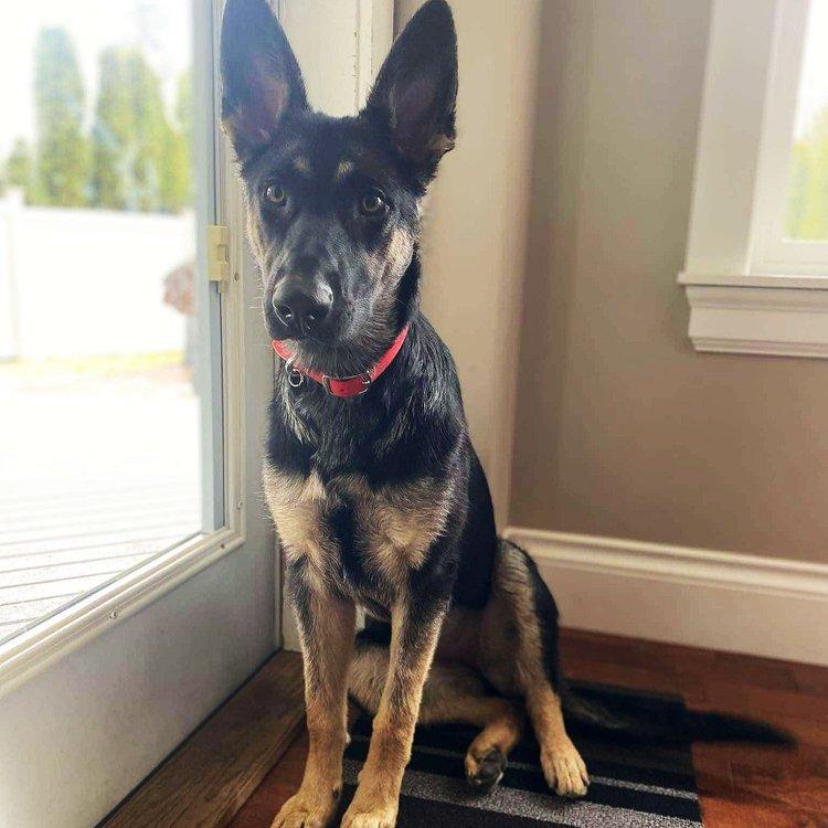 Enlarge Lushka, a Adoptable mixed breed in Abbotsford, BC image 2/5