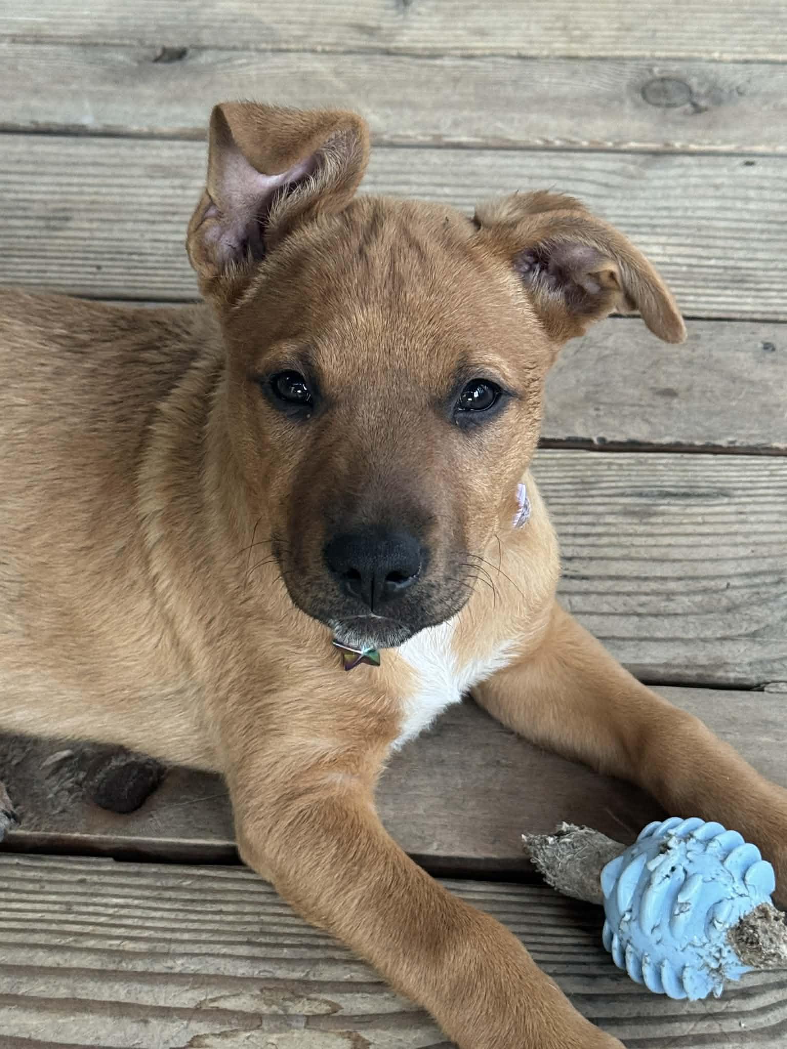 Enlarge Kova, a ADOPTABLE mixed breed in Eugene, OR image 4/4