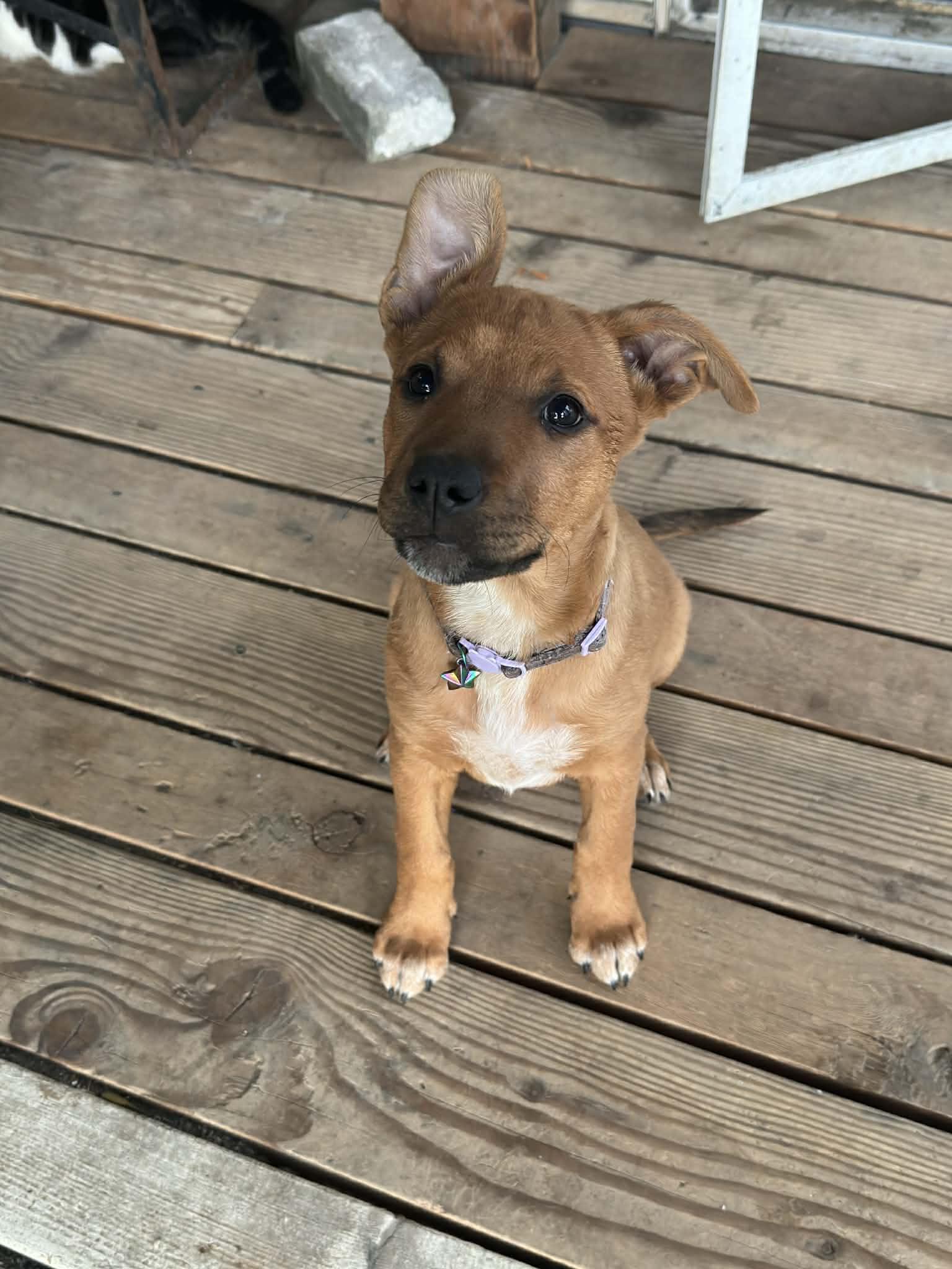 Enlarge Kova, a ADOPTABLE mixed breed in Eugene, OR image 2/4
