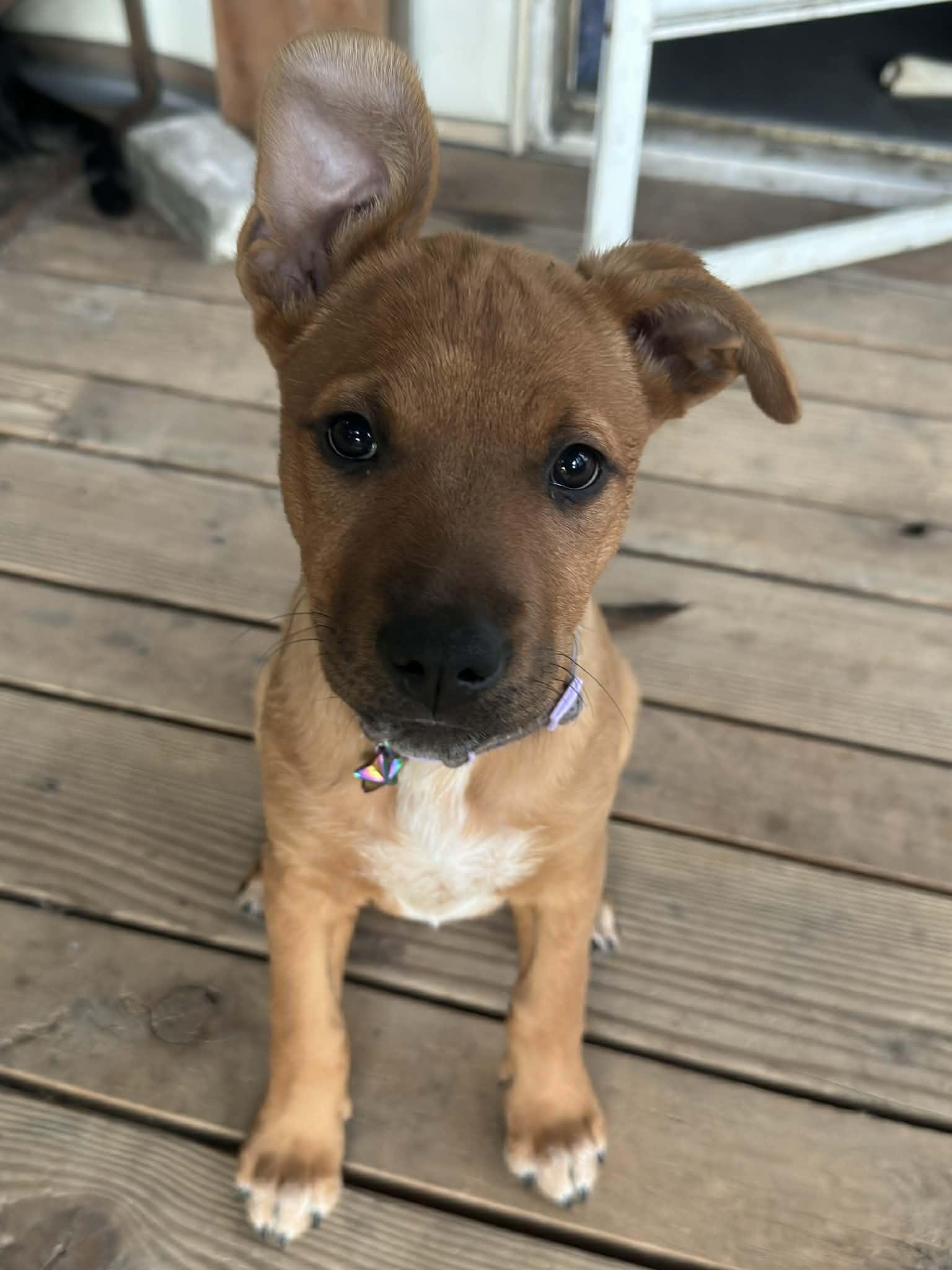 Enlarge Kova, a ADOPTABLE mixed breed in Eugene, OR image 3/4