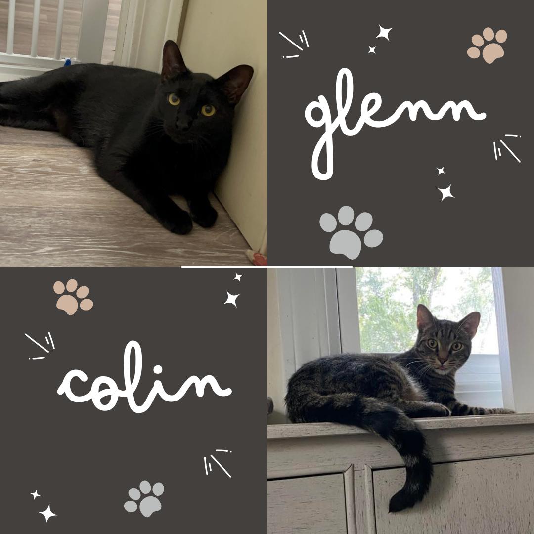 Colin & Glenn, a Adoptable Domestic Short Hair in Royal Oak, MI image 1/5