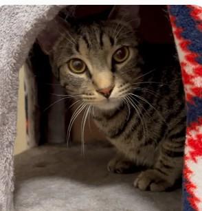 Colin & Glenn, a Adoptable Domestic Short Hair in Royal Oak, MI image 3/5