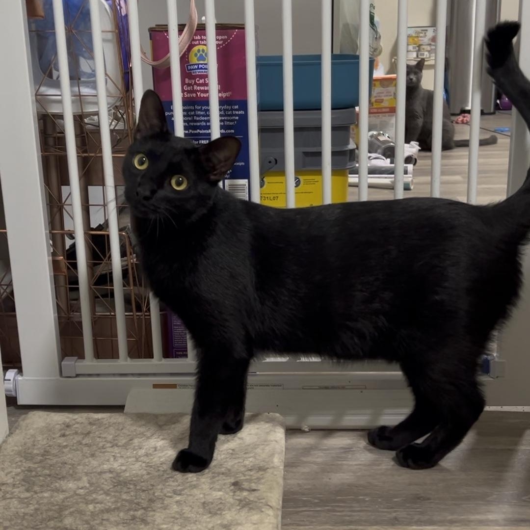 Colin & Glenn, a Adoptable Domestic Short Hair in Royal Oak, MI image 2/5