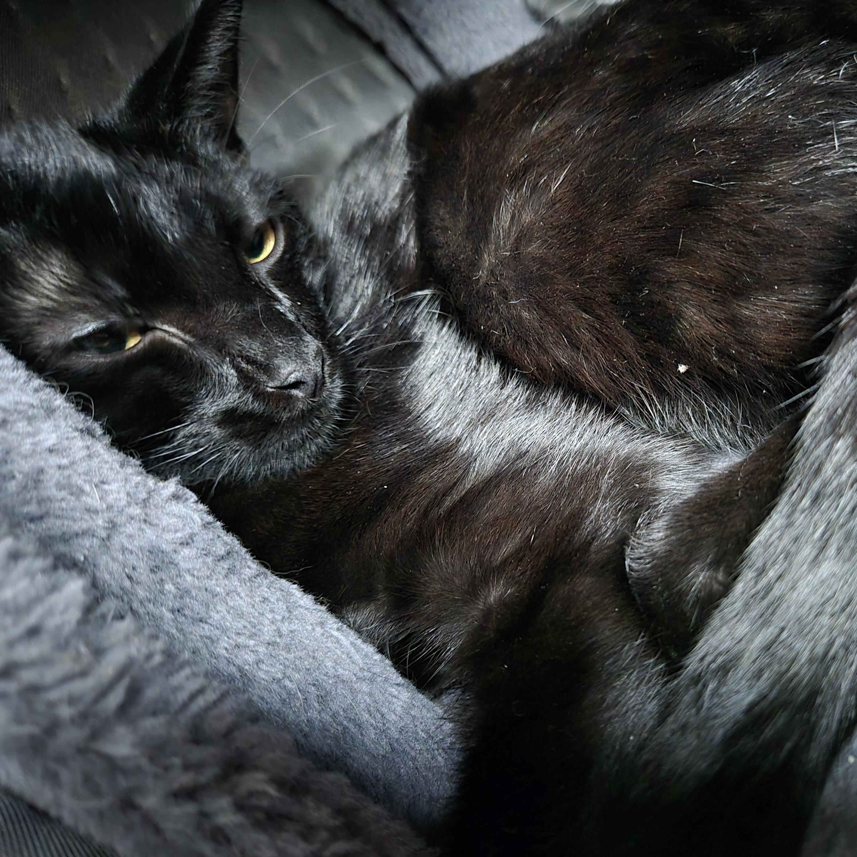 Colin & Glenn, a Adoptable Domestic Short Hair in Royal Oak, MI image 4/5