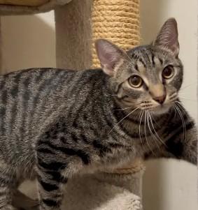 Colin & Glenn, a Adoptable Domestic Short Hair in Royal Oak, MI image 5/5