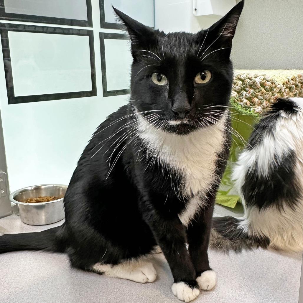 Simon, a Adoptable Domestic Short Hair in Hailey, ID image 3/5